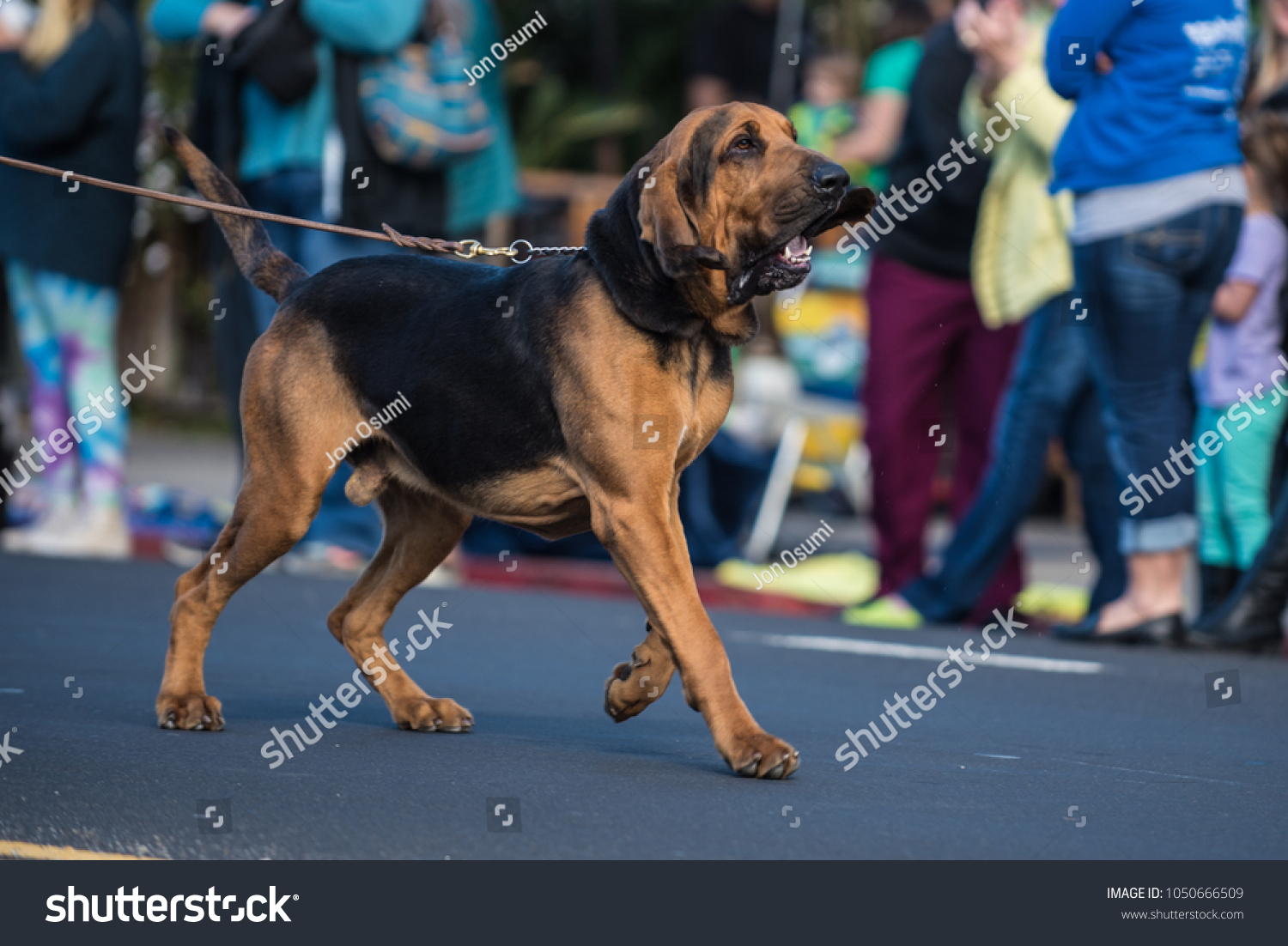 large bloodhound