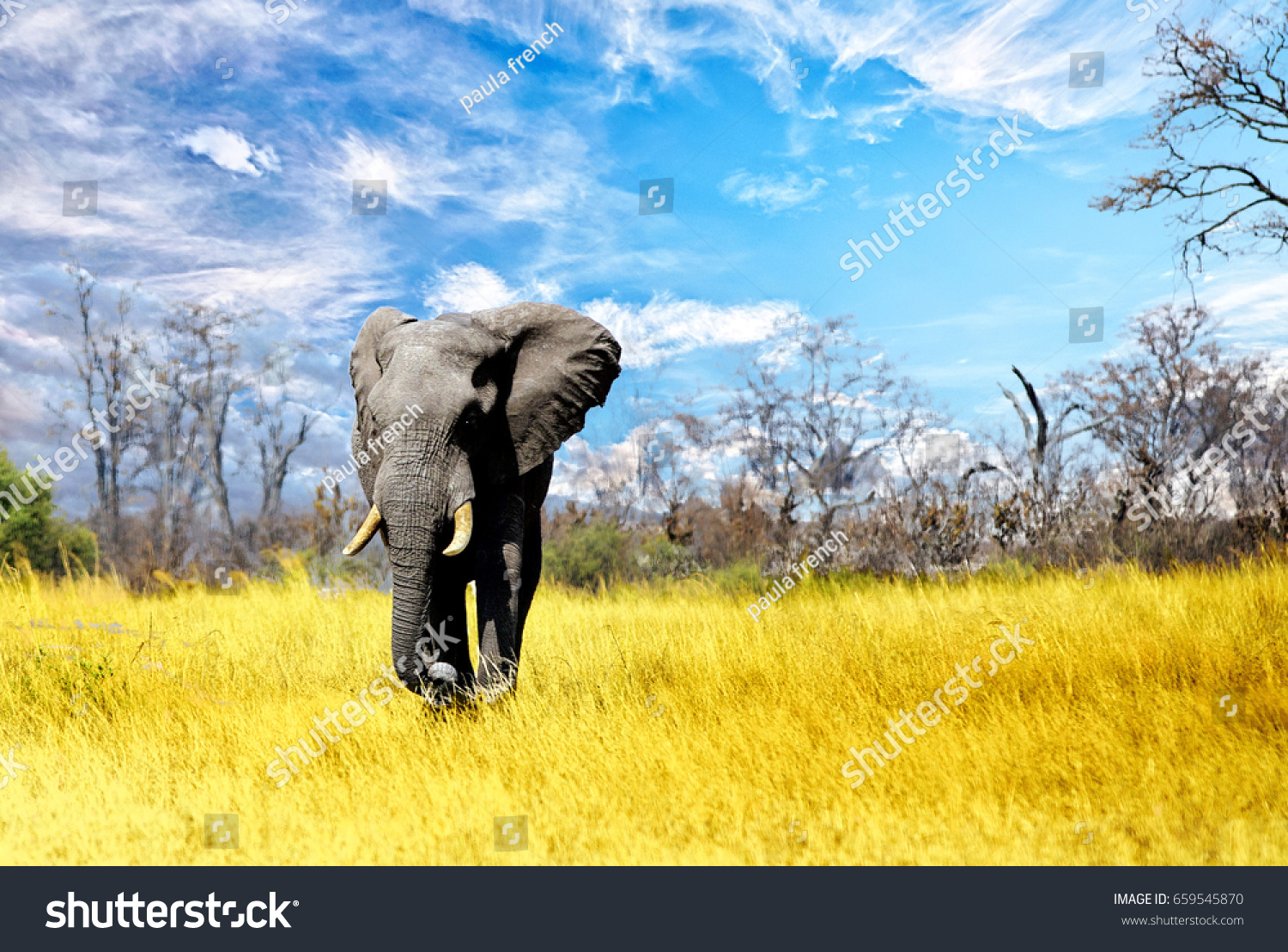 Large Bull Elephant Walking Across African Stock Photo (Edit Now) 659545870