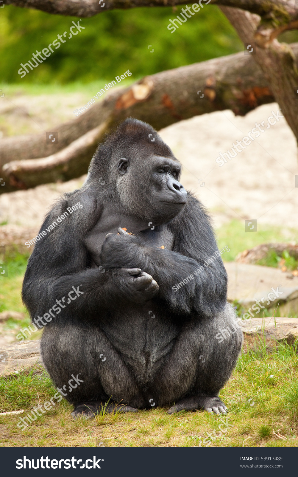 Large Dominant Gorilla Male Closing His Eyes And Hugging His Food Stock ...