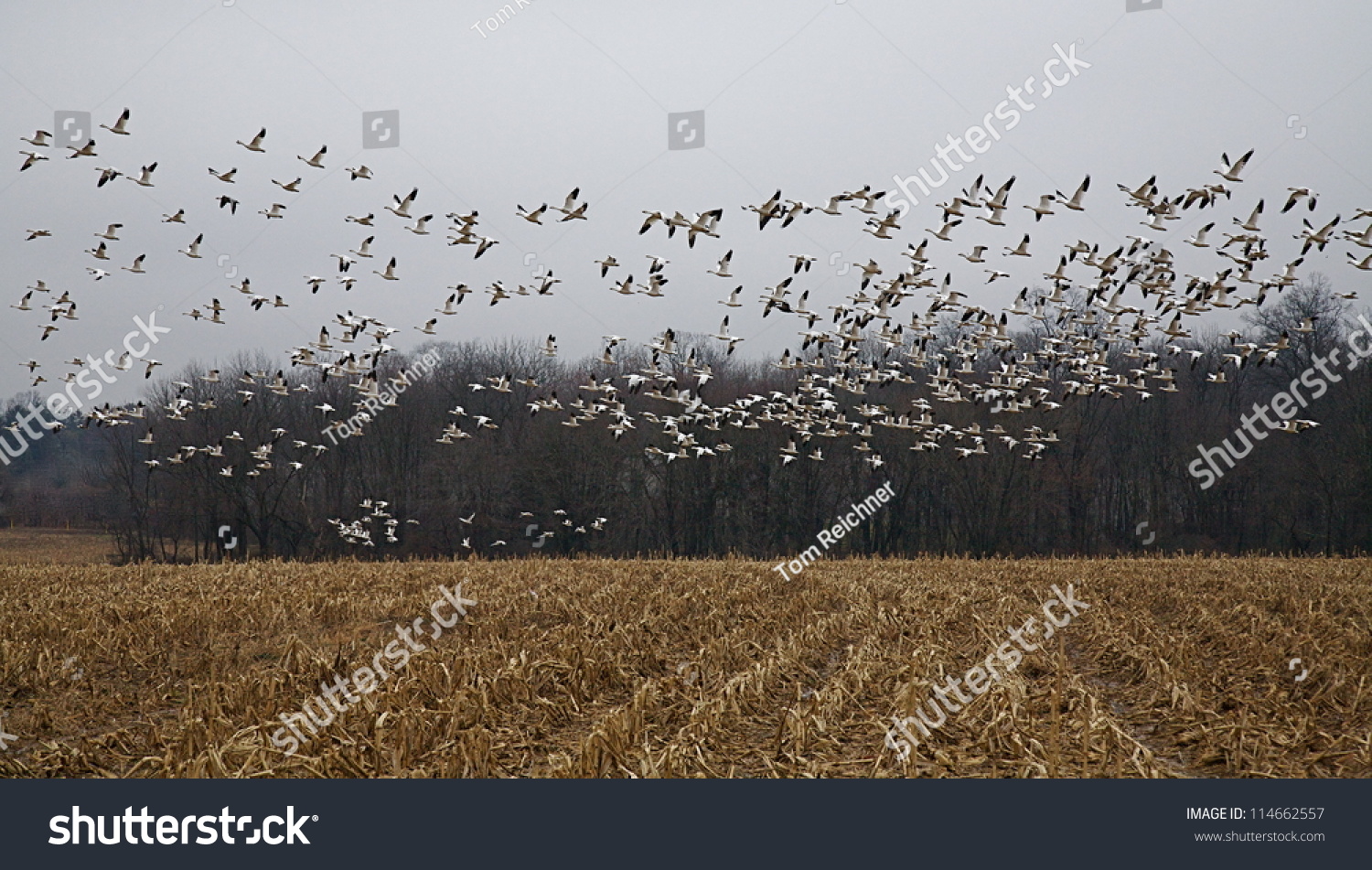 Large Flock Of Snow Geese In Flight Over Corn Field, Against A Gray Sky ...