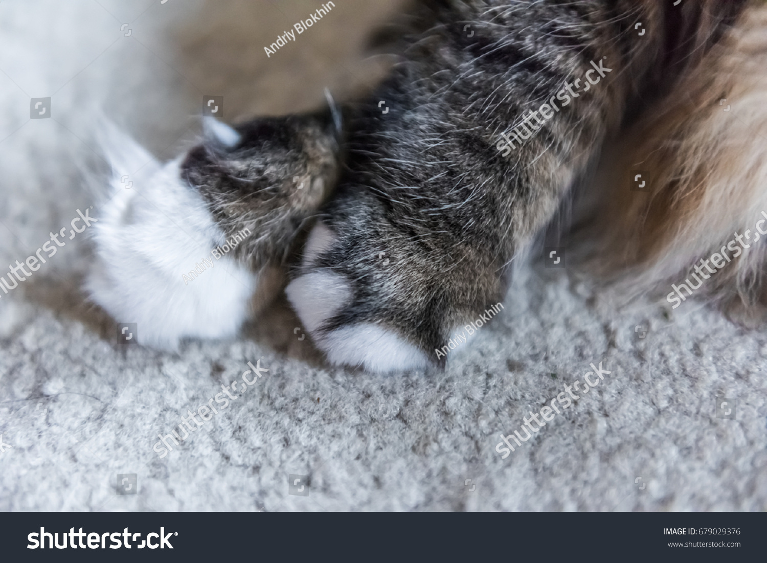 Large Fluffy Furry Calico Maine Coon Stock Photo Edit Now 679029376