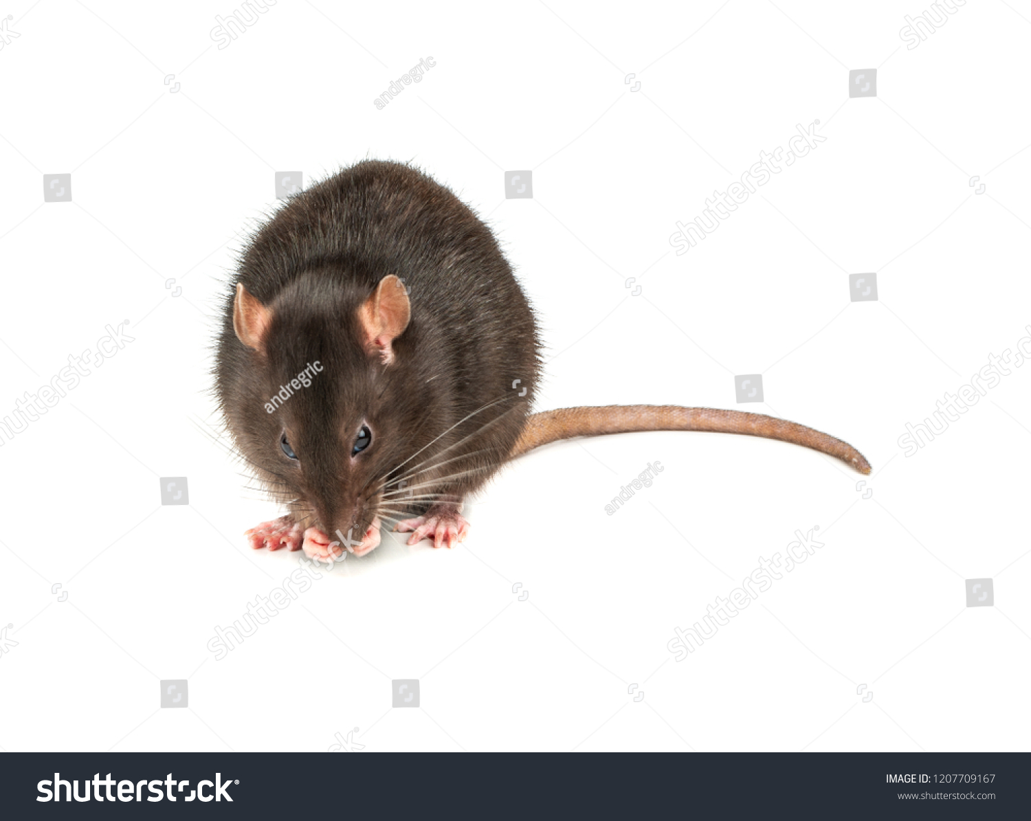 large pet rat