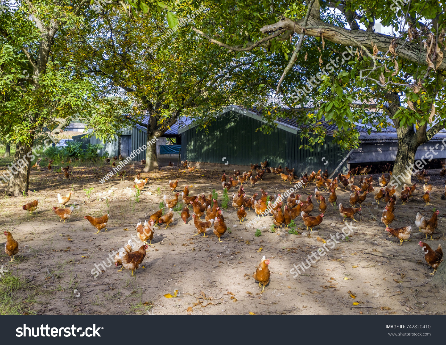 Large Group Brownred Free Range Chicken Stock Photo Edit Now