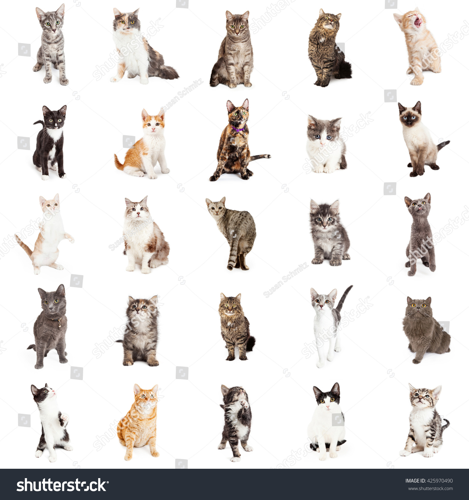 Large Group Of Cats And Kittens On Square White Background That Can Be ...