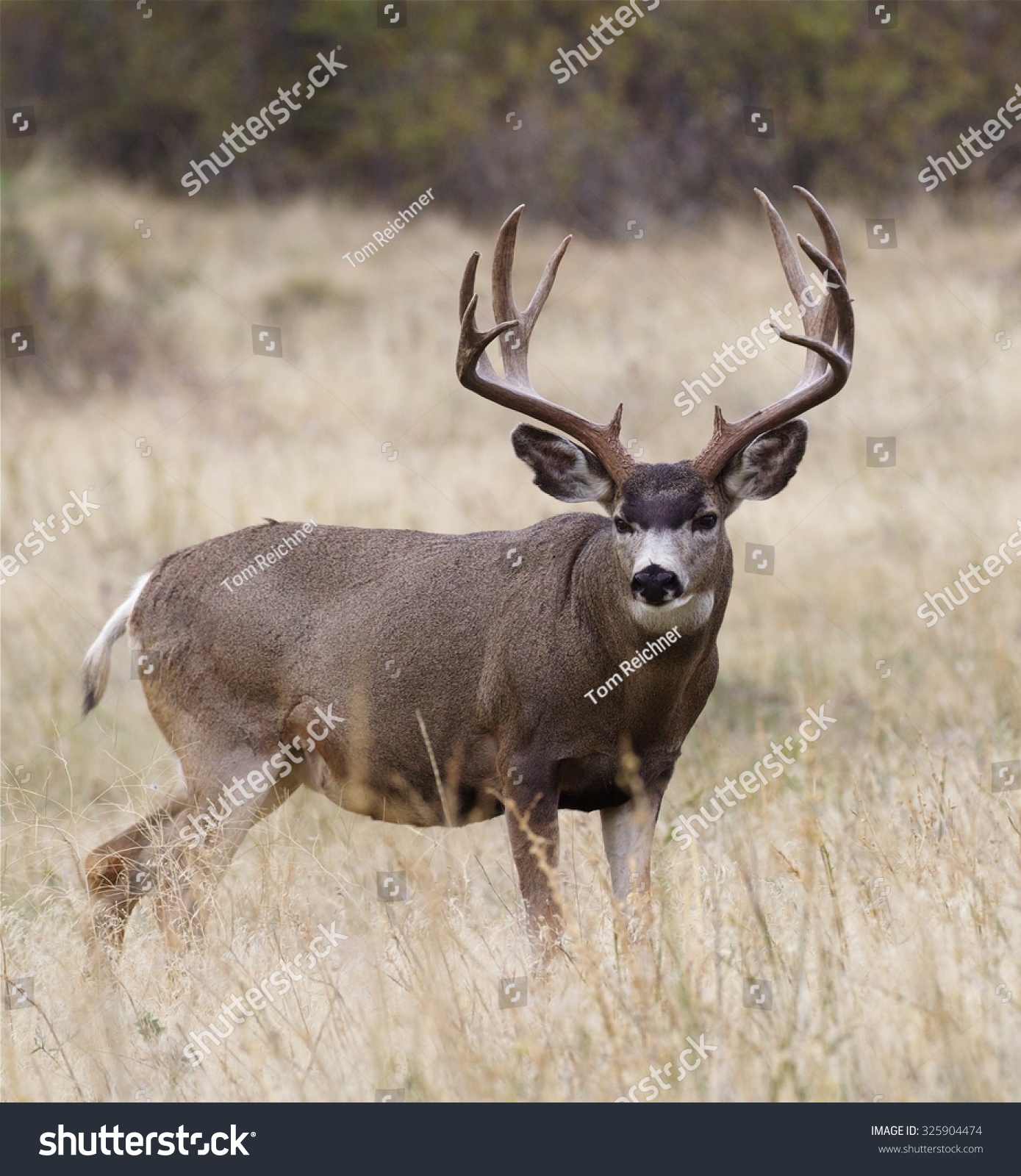 Large Heavy Antlered Mule Deer Buck Stock Photo 325904474 - Shutterstock