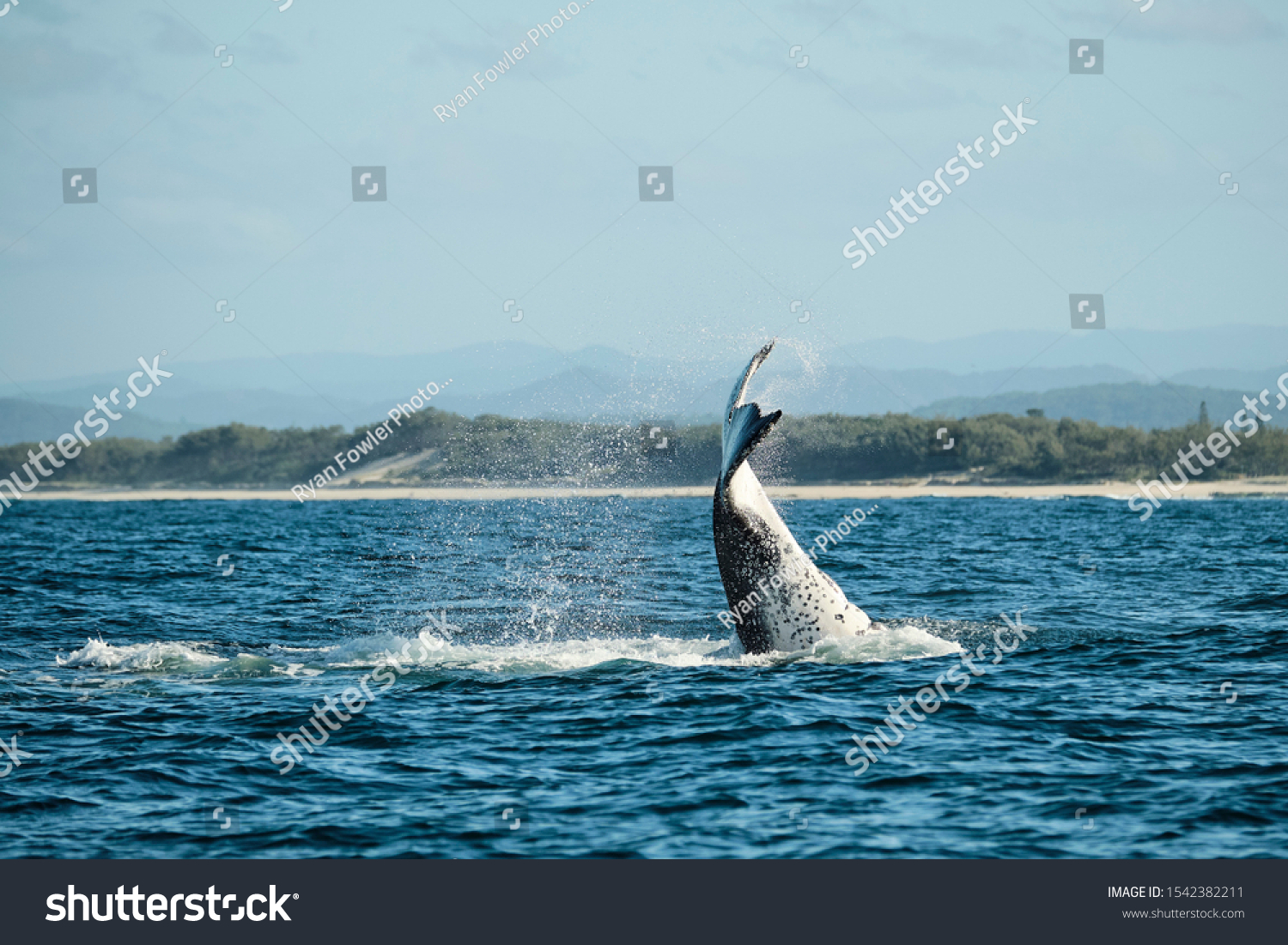 Large Humpback Whale Splashing Slapping Tail Stock Photo 1542382211