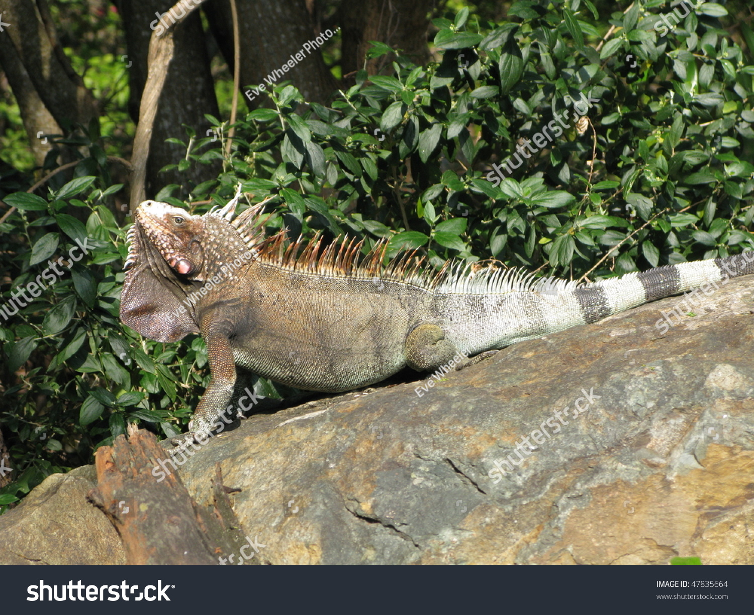 Large Iguana On Rock Stock Photo 47835664 : Shutterstock