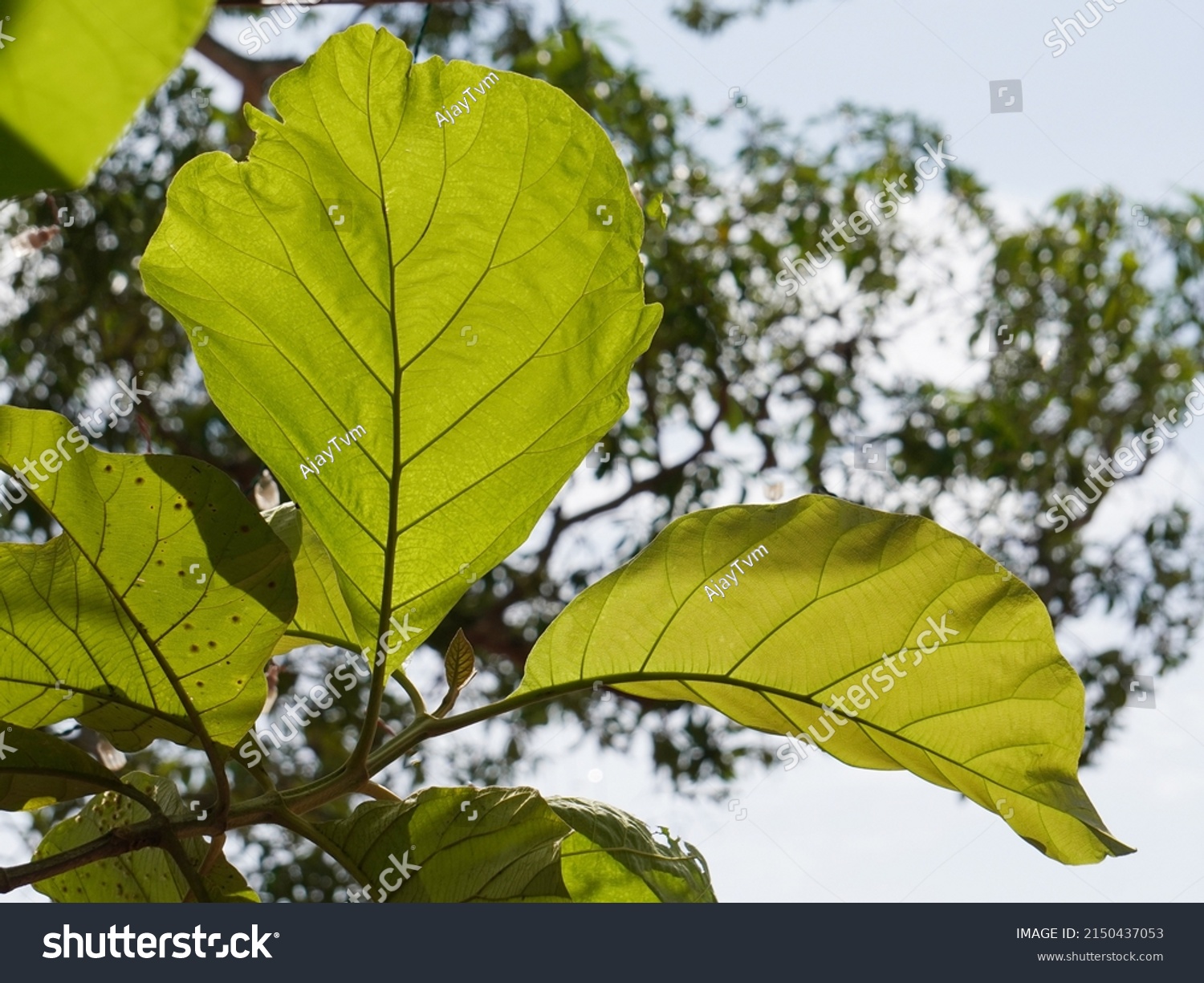 Tectona Images, Stock Photos & Vectors | Shutterstock