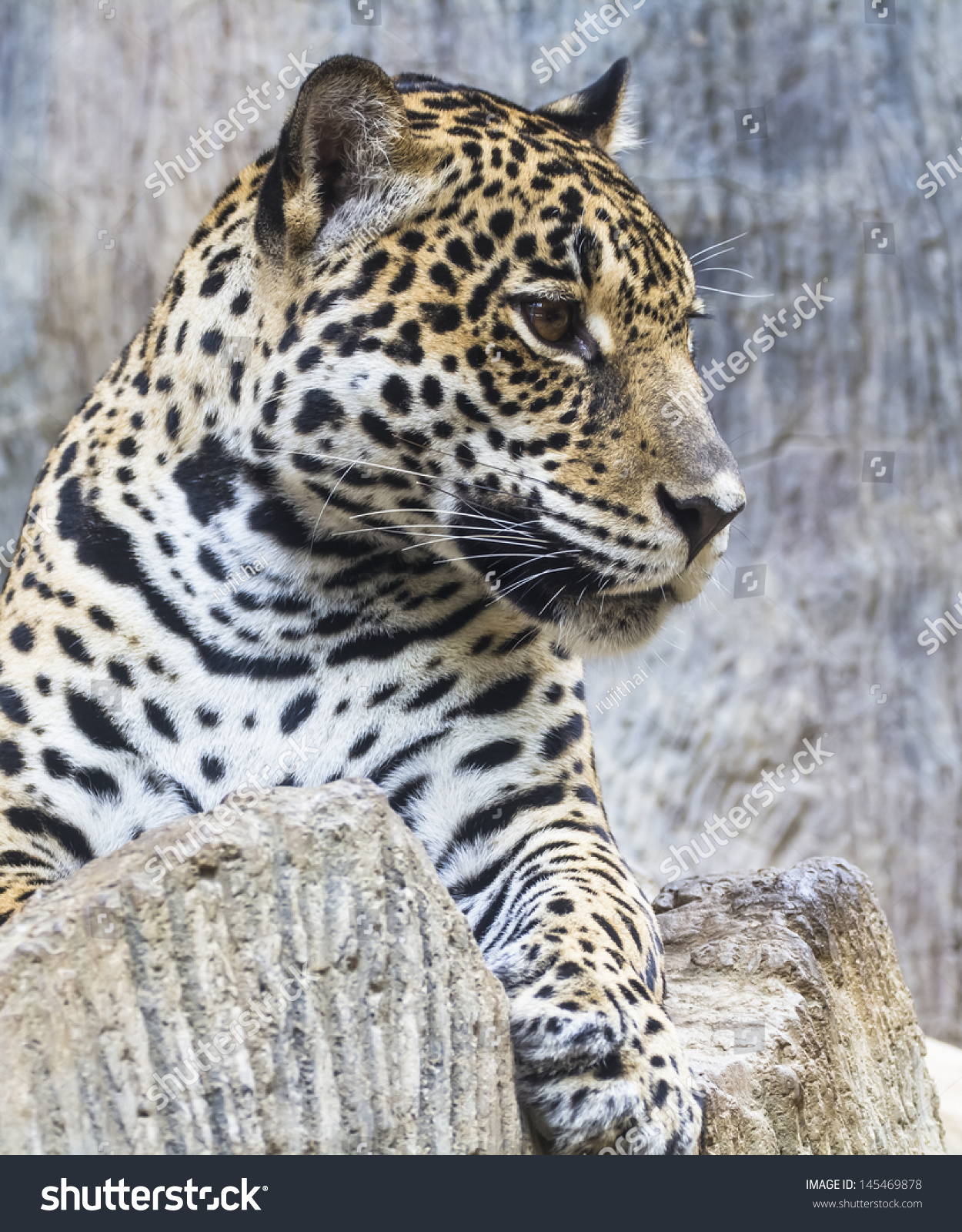 Large Leopard Jaguar Hybrid Close Up Stock Photo 145469878 : Shutterstock