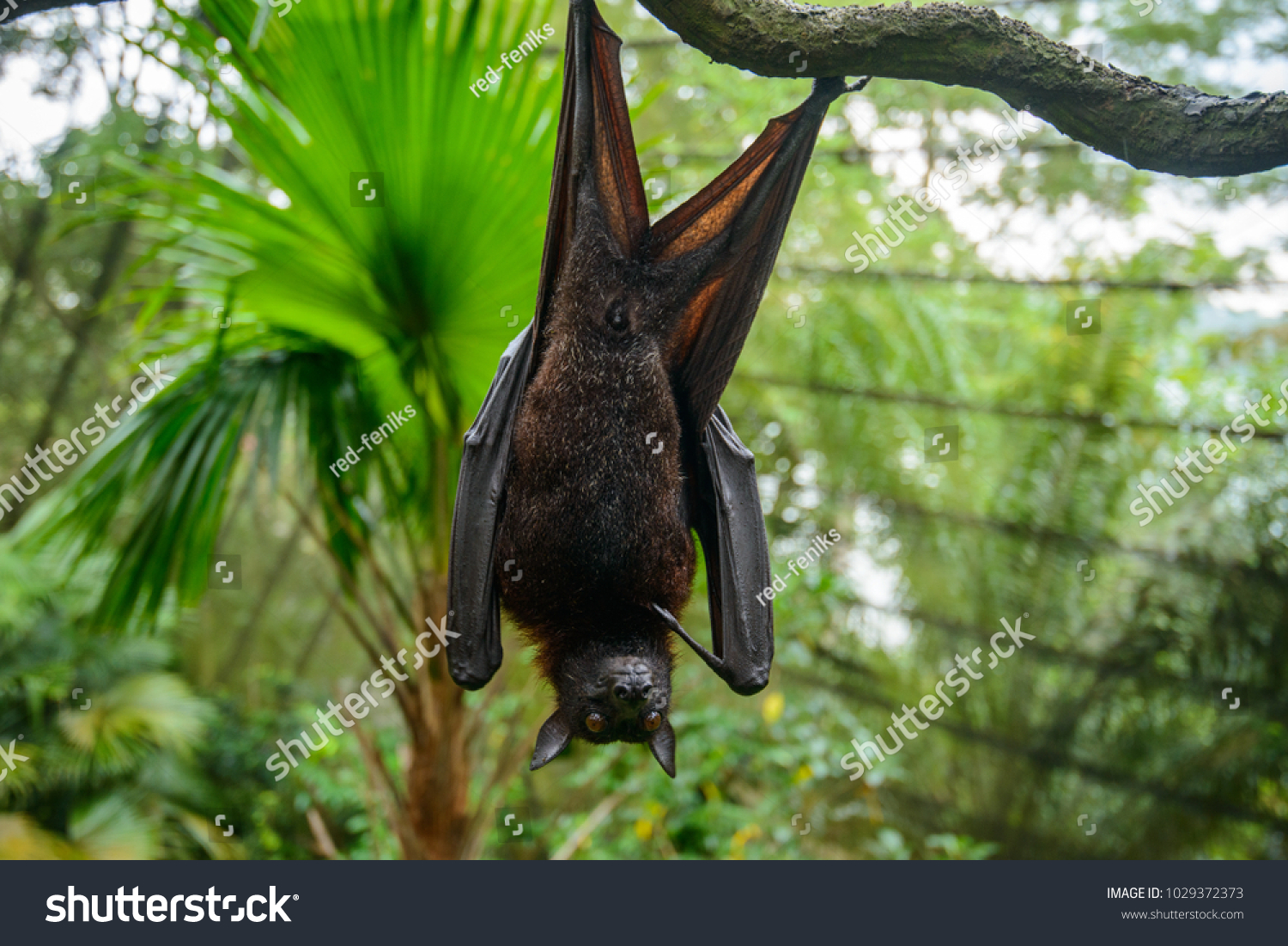 Large Malayan Flying Fox Closeup Portrait Stock Photo 1029372373 ...