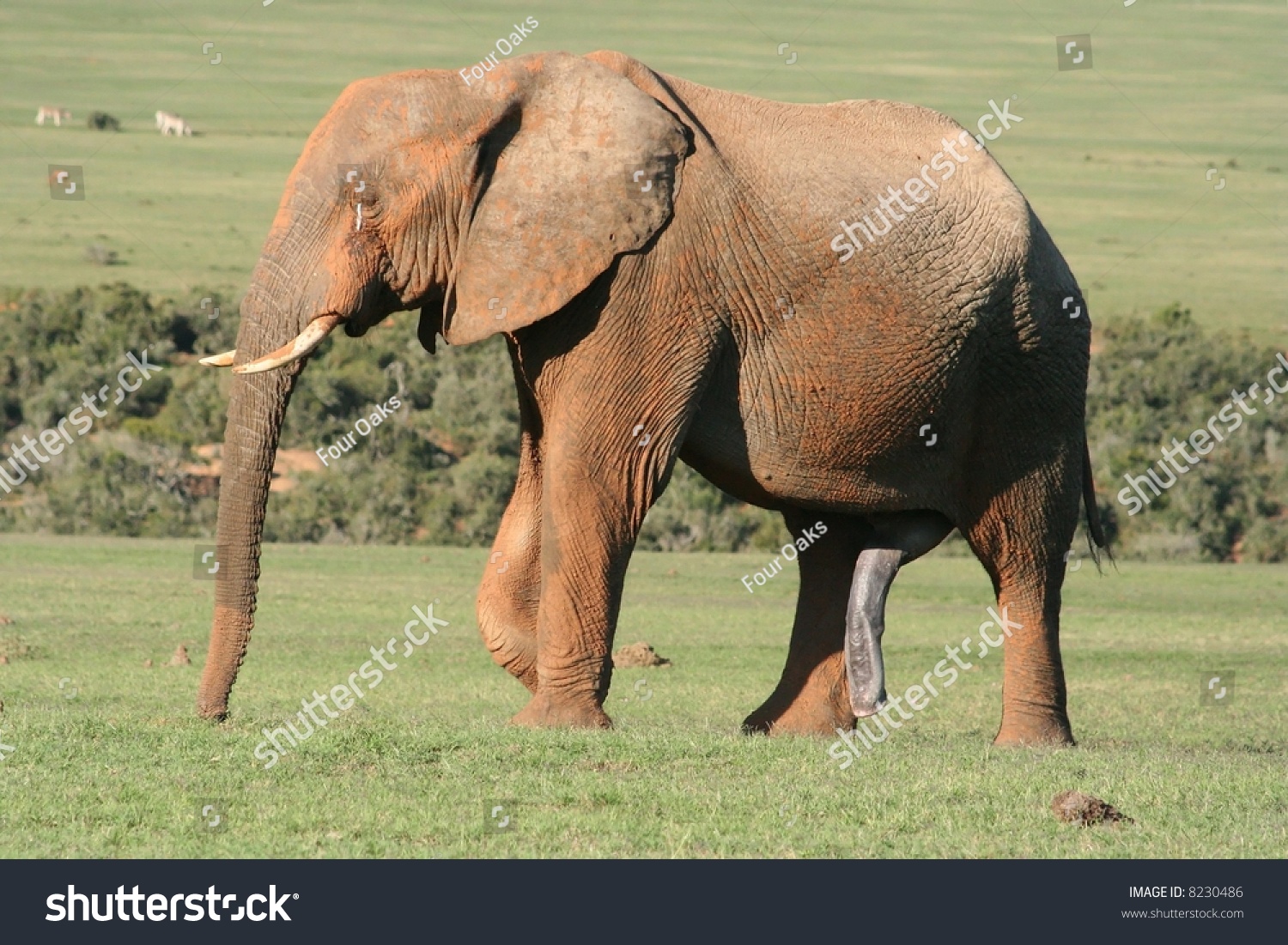 Large Male Elephant Musth Stock Photo 8230486 - Shutterstock