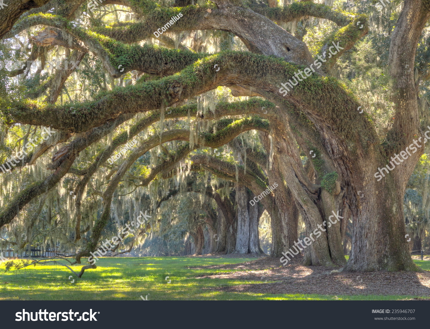 Large Oak Trees On A Plantation House In South Carolina Stock Photo ...