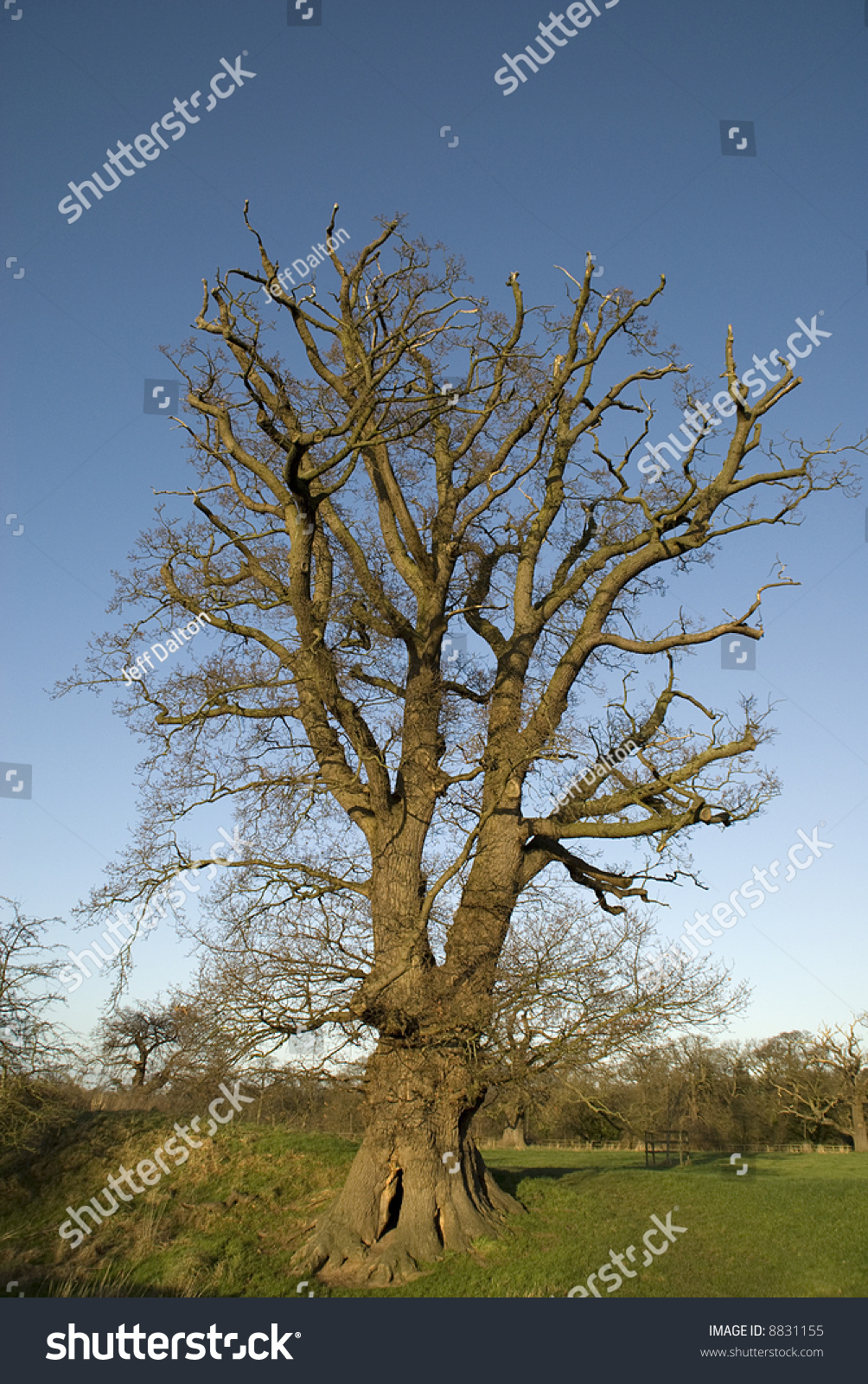 Large Old English Oak Tree Without Any Leaves In The Middle Of Field ...