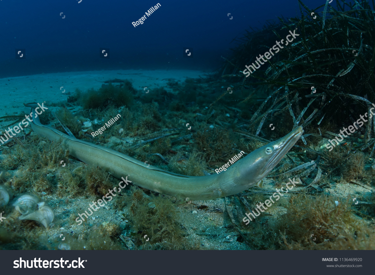 Large Sea Snake Sneaking Out Hole Stock Photo Edit Now 1136469920