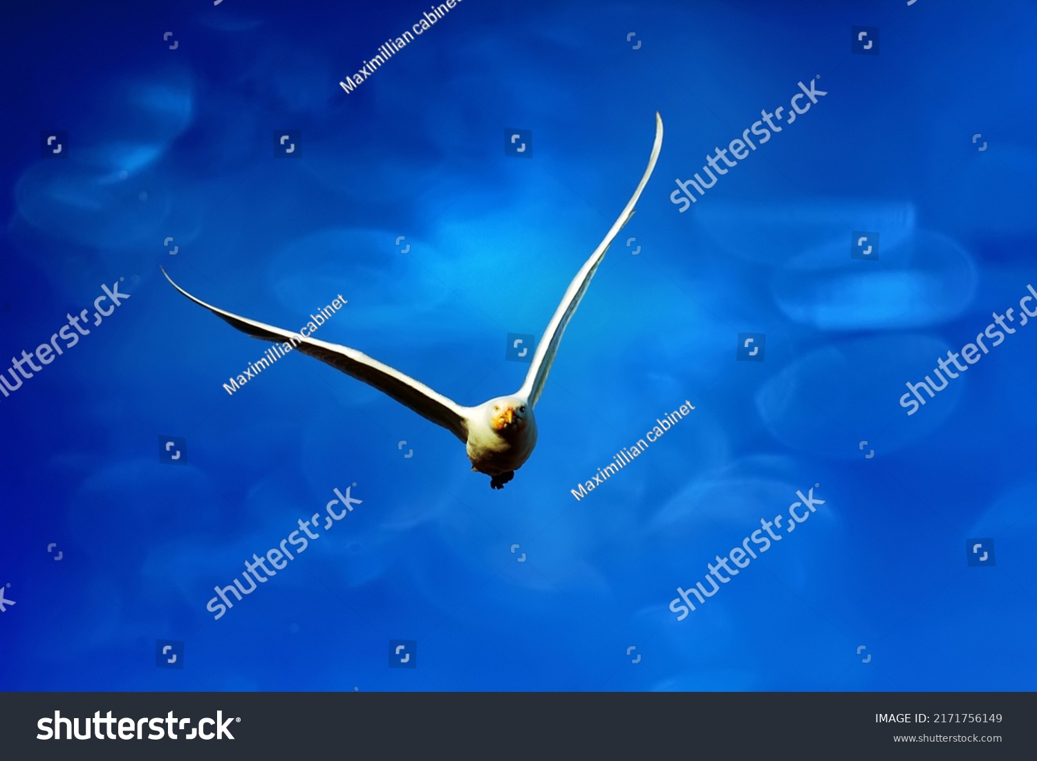 2-429-predatory-behavior-images-stock-photos-vectors-shutterstock