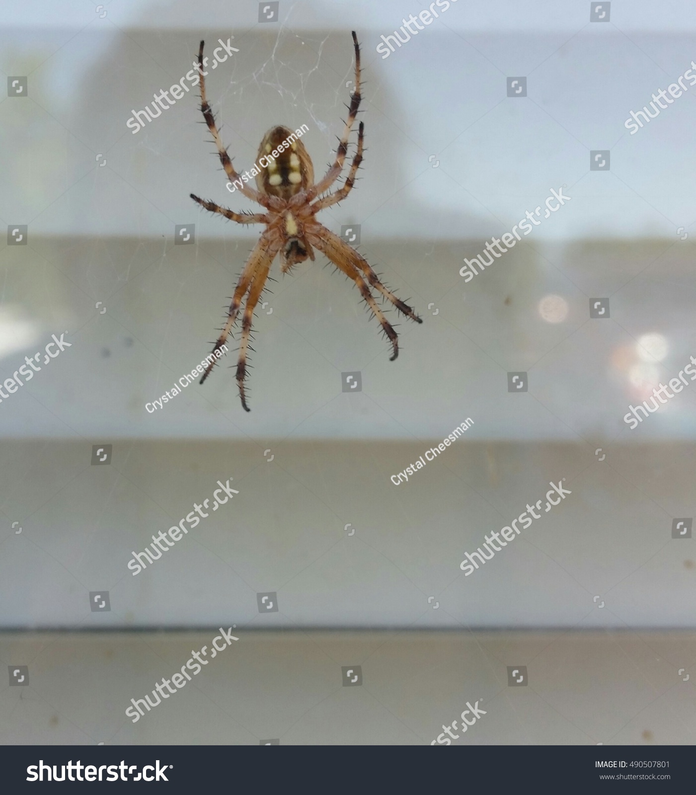 large hanging spider