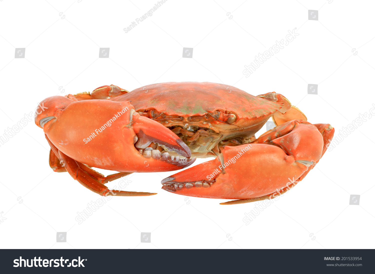 Large Steamed Crab Cooked Red Orange Stock Photo 201533954 | Shutterstock