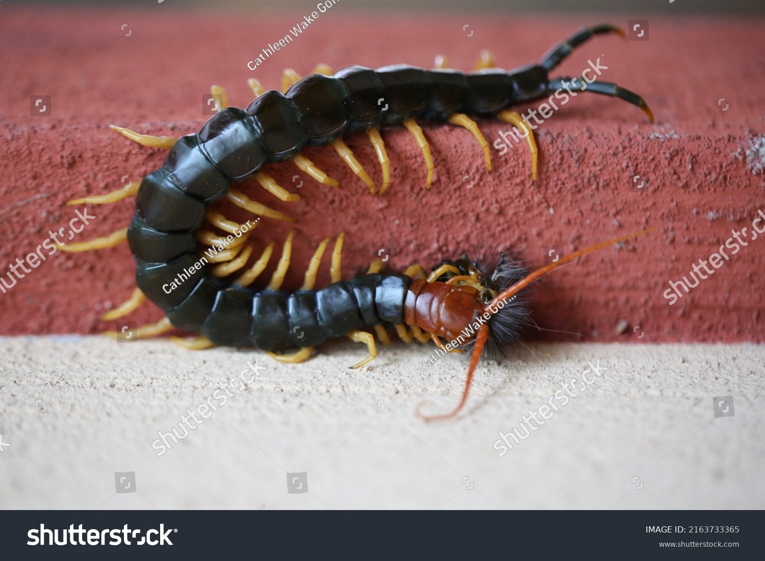 13 Texas Centipede Images Stock Photos Vectors Shutterstock 13 Texas Centipede Images Stock Photos Vectors Shutterstock