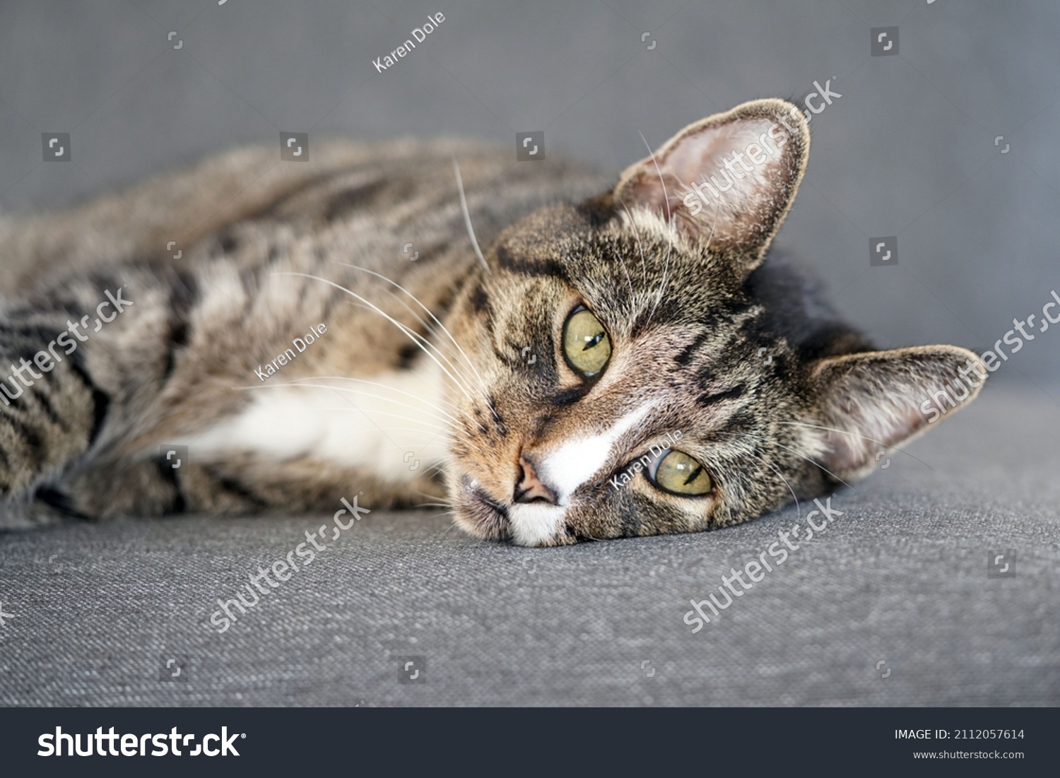 Large Tiger Striped Tabby Cat White Stock Photo 2112057614 | Shutterstock