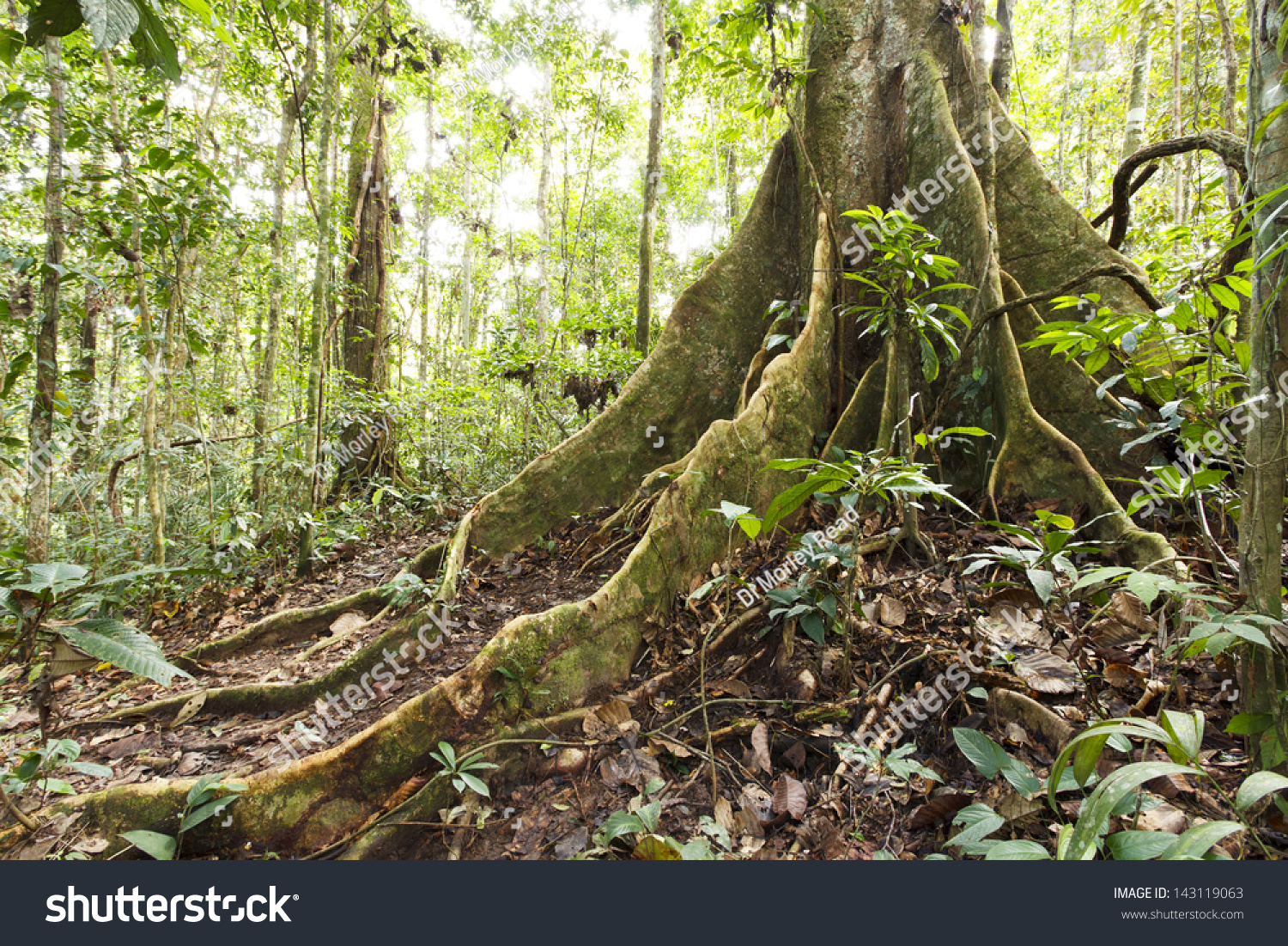 Large Tree In Primary Tropical Rainforest With Buttress Roots, Ecuador ...