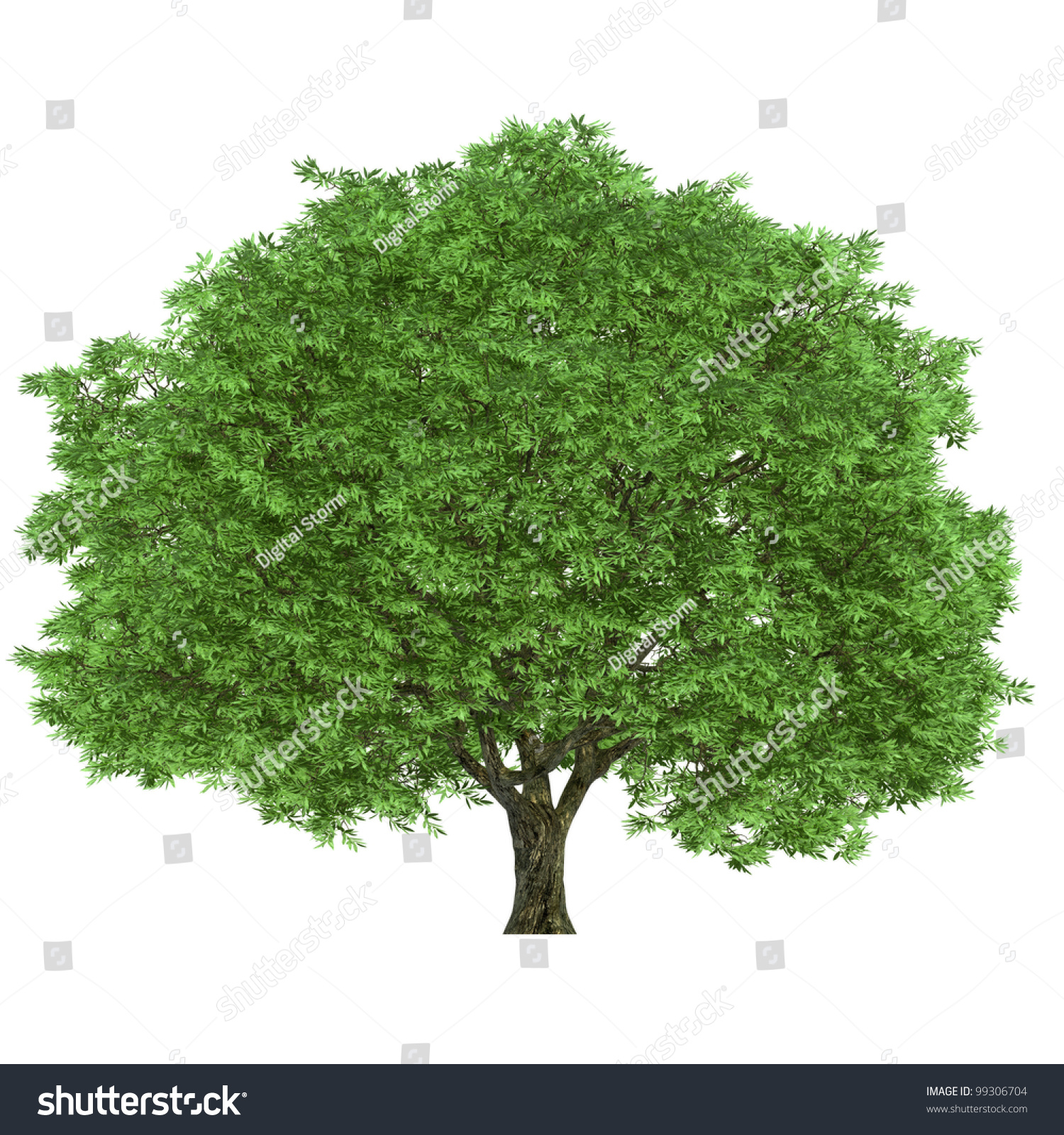 Large Tree Isolated On White Background Stock Illustration 99306704