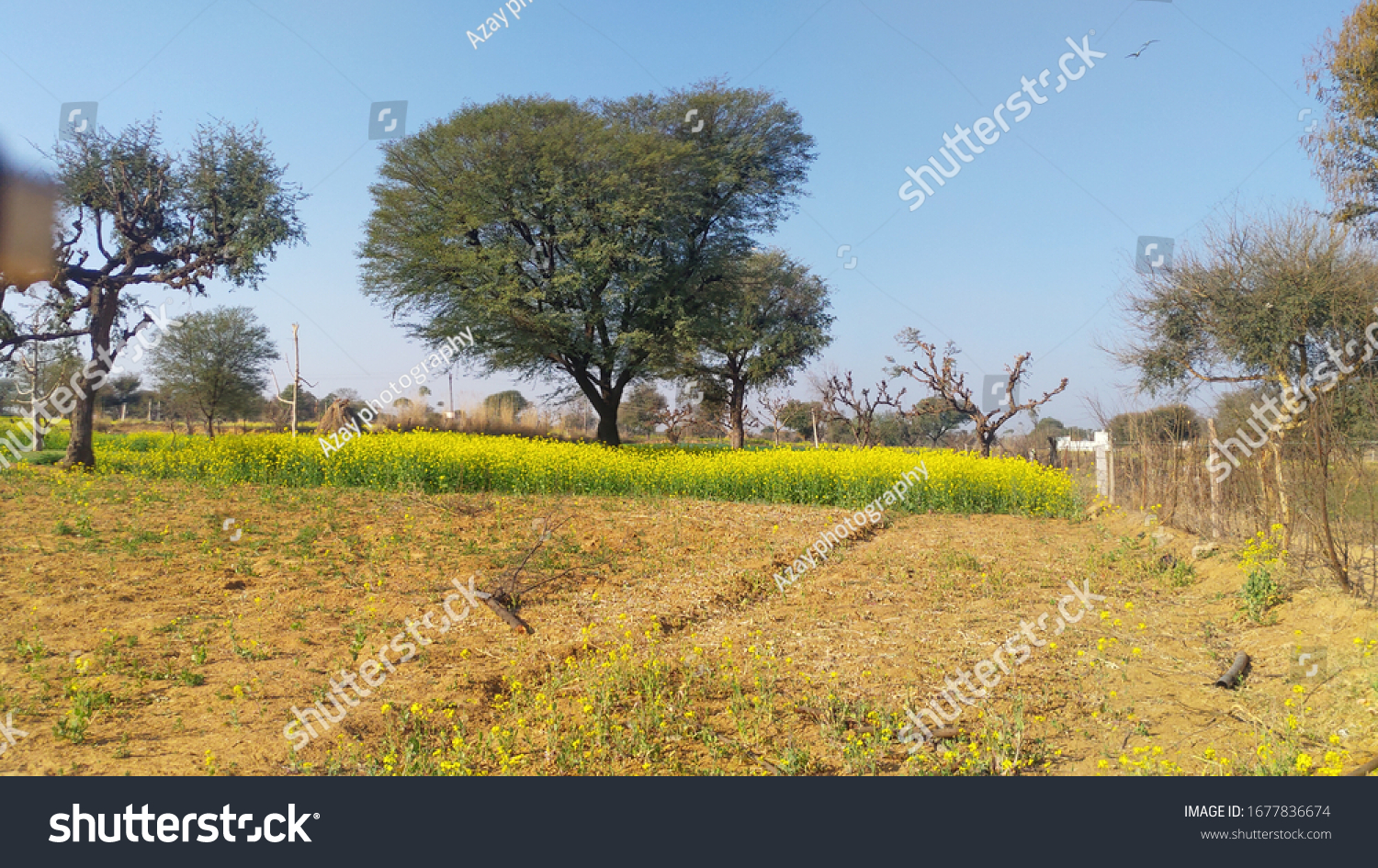 large-trees-empty-field-landscape-stock-photo-1677836674-shutterstock