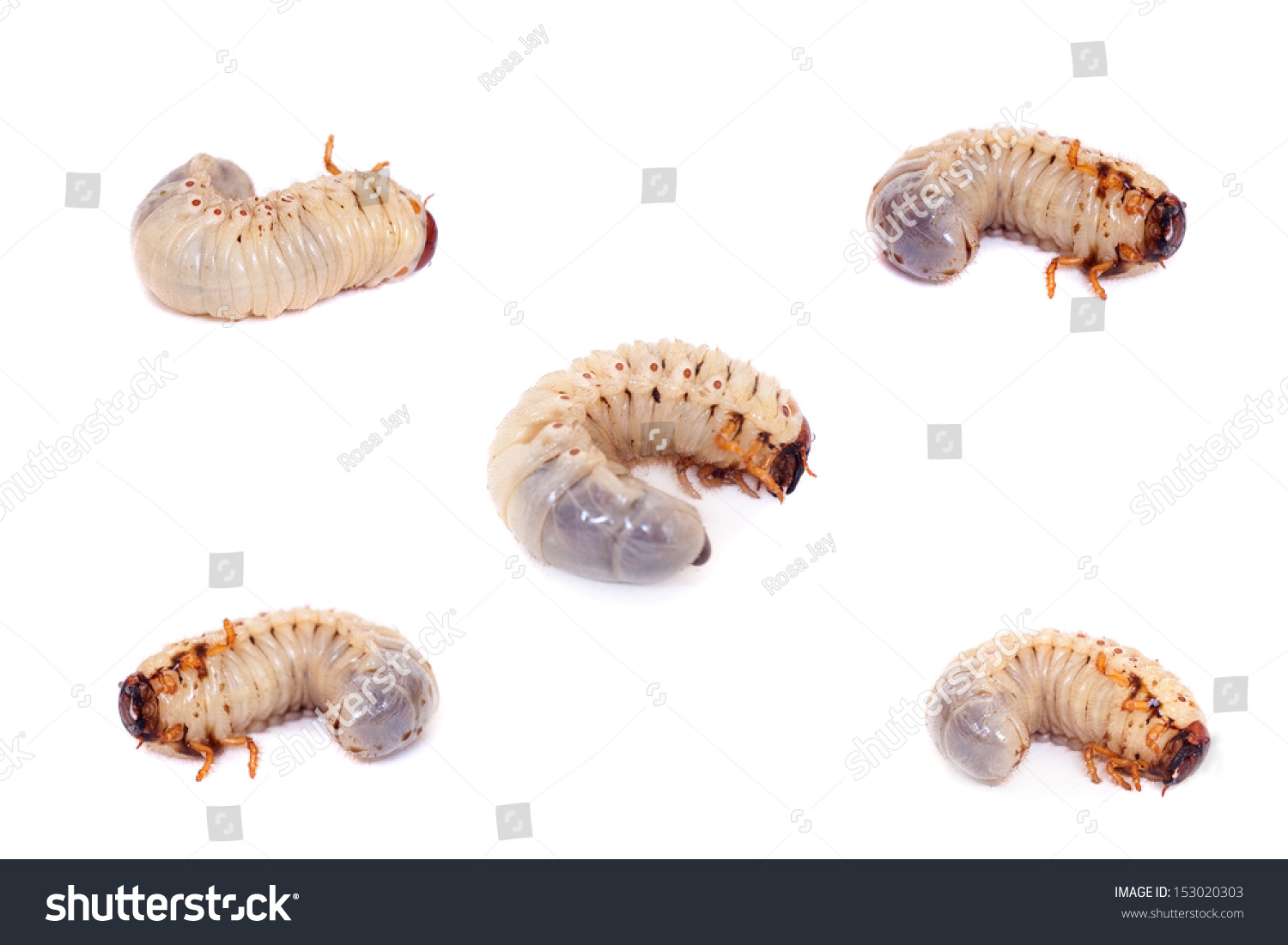 Larva Of The European Rhinoceros Beetle On The White Background Stock ...