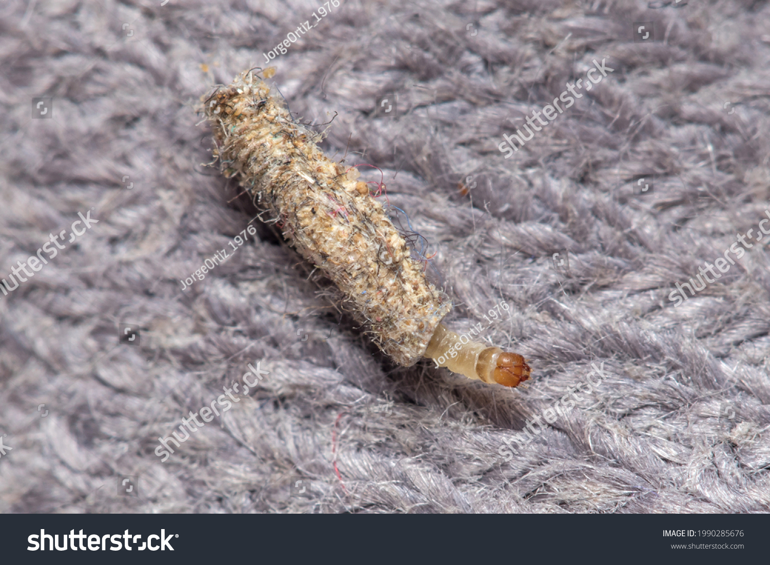 1,355 Clothing moth larvae Images, Stock Photos & Vectors | Shutterstock