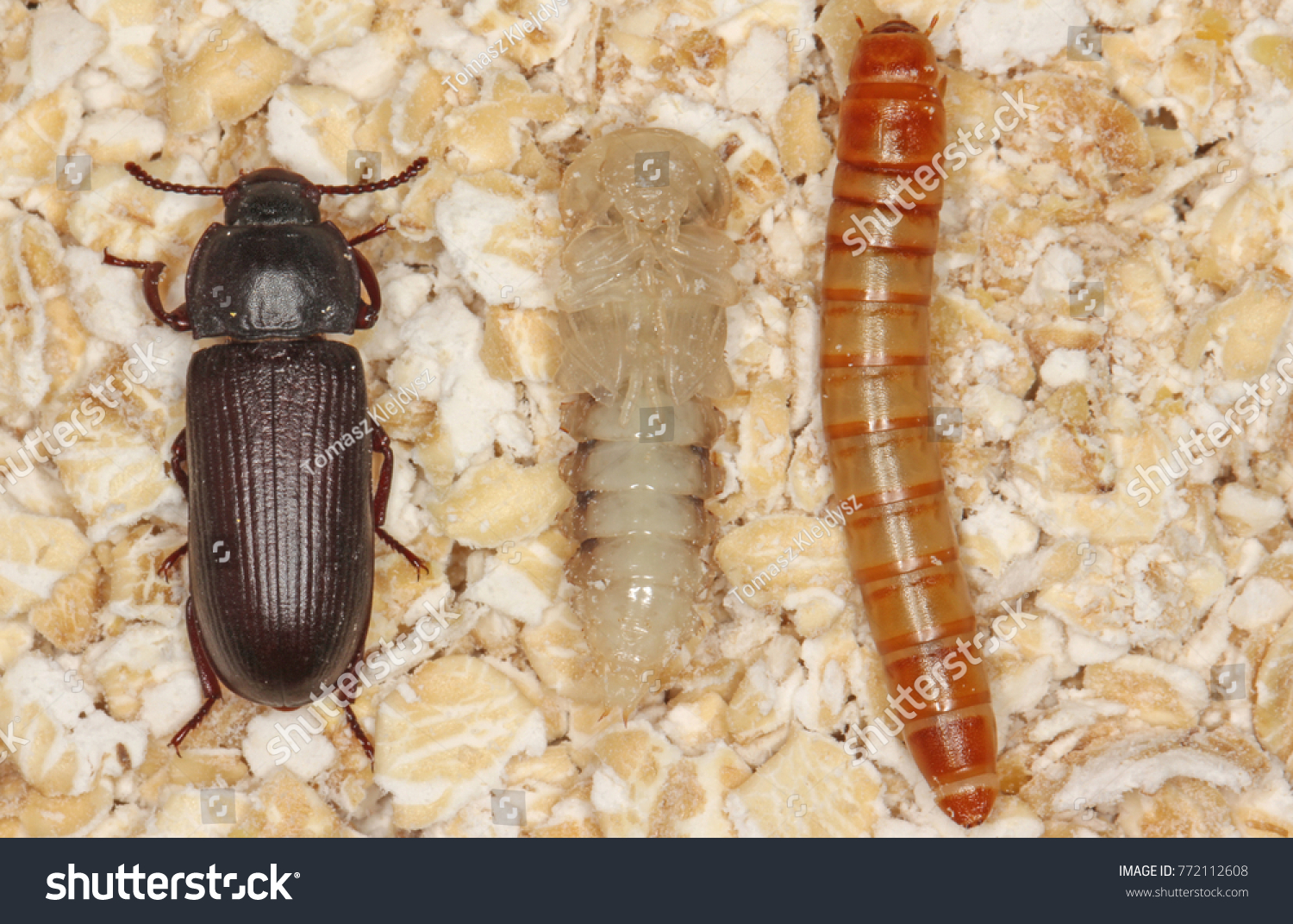 ミミズムシムシの幼虫の蛹と甲虫 穀物や穀物の黒ずんだ害虫 および家産品 の写真素材 今すぐ編集