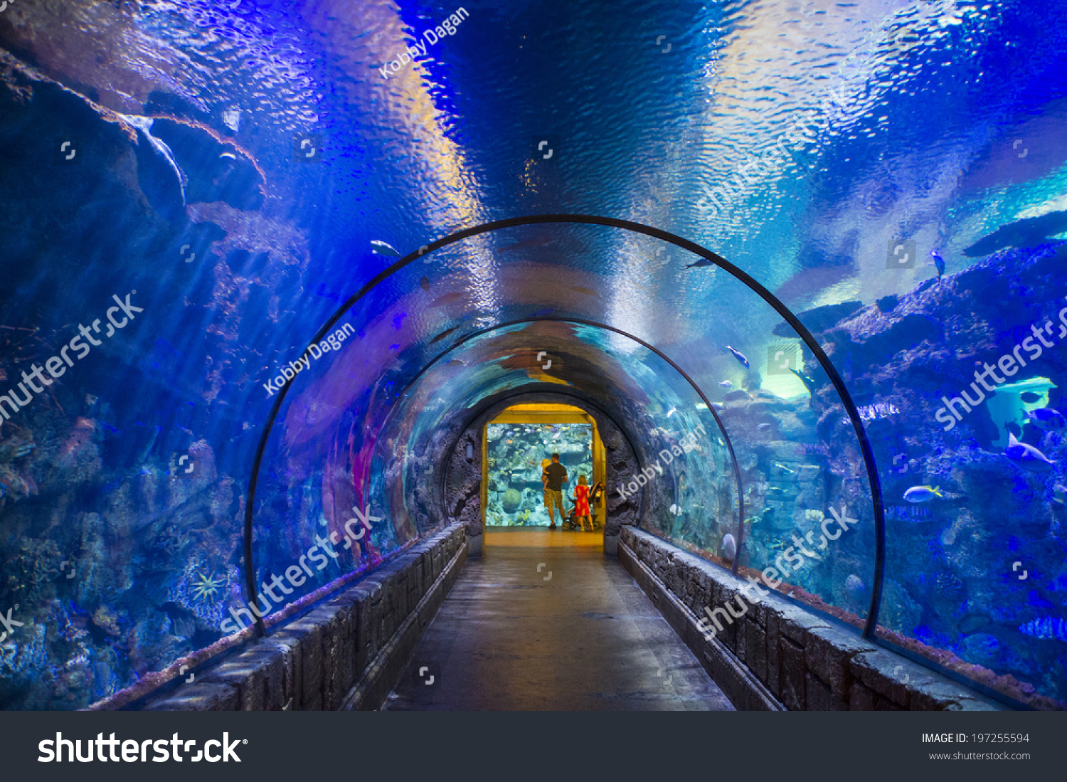 Las Vegas May 12 Shark Reef Stock Photo Edit Now