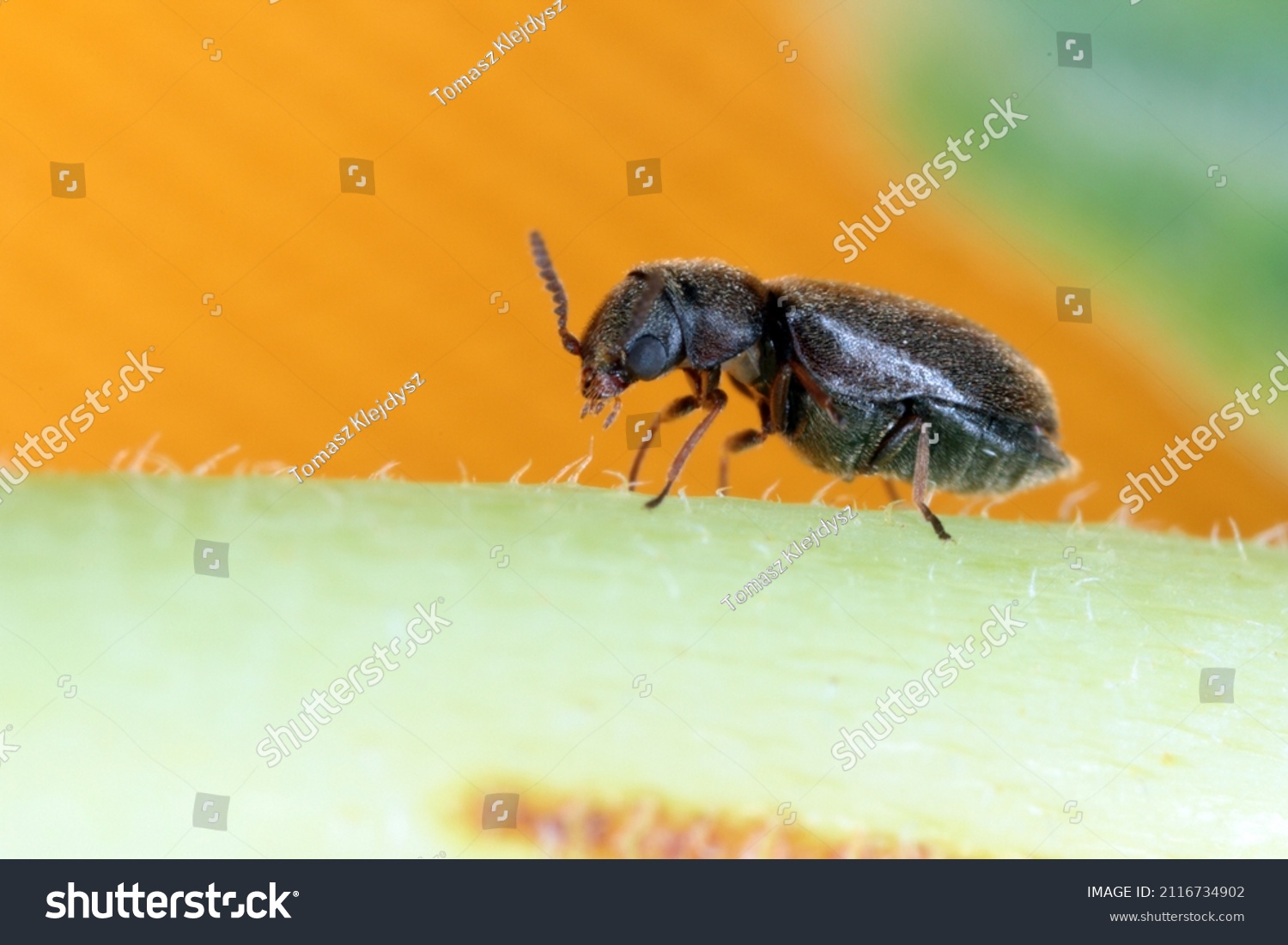 Lasioderma Serricorne Commonly Known Cigarette Beetle Stock Photo ...