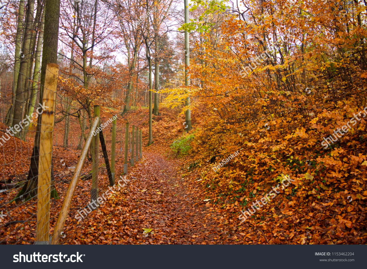 Late Autumn Forest Red Leaves On Stock Photo Edit Now 1153462204