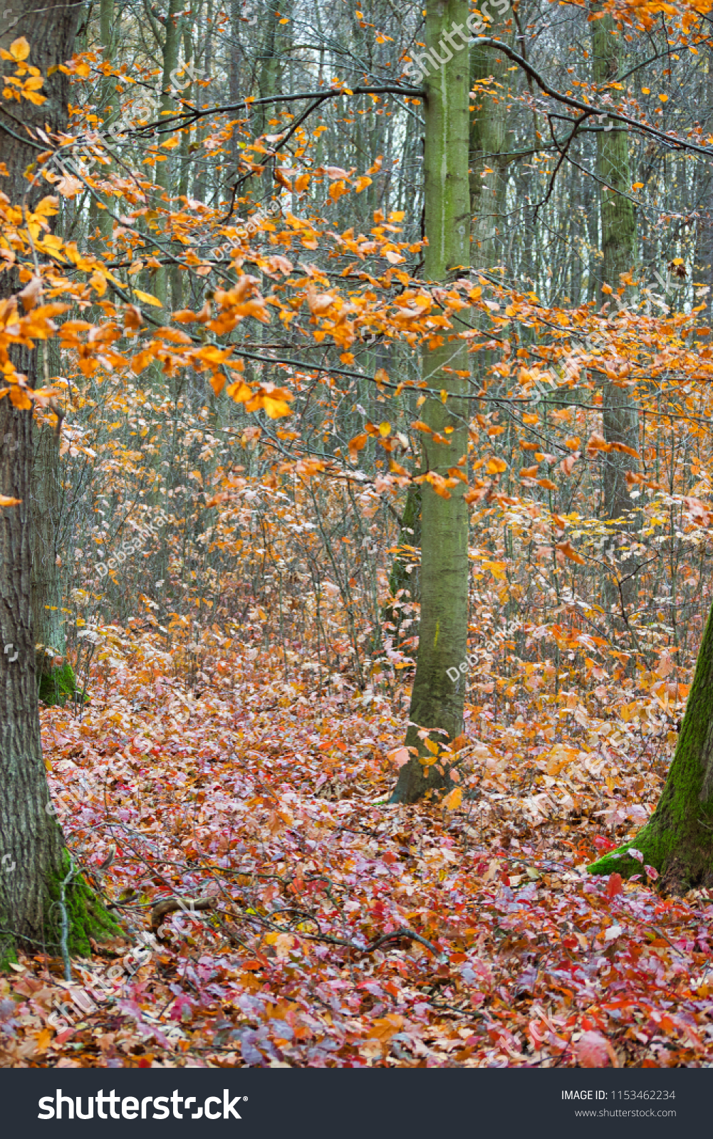 Late Autumn Forest Red Leaves On Stock Photo Edit Now 1153462234