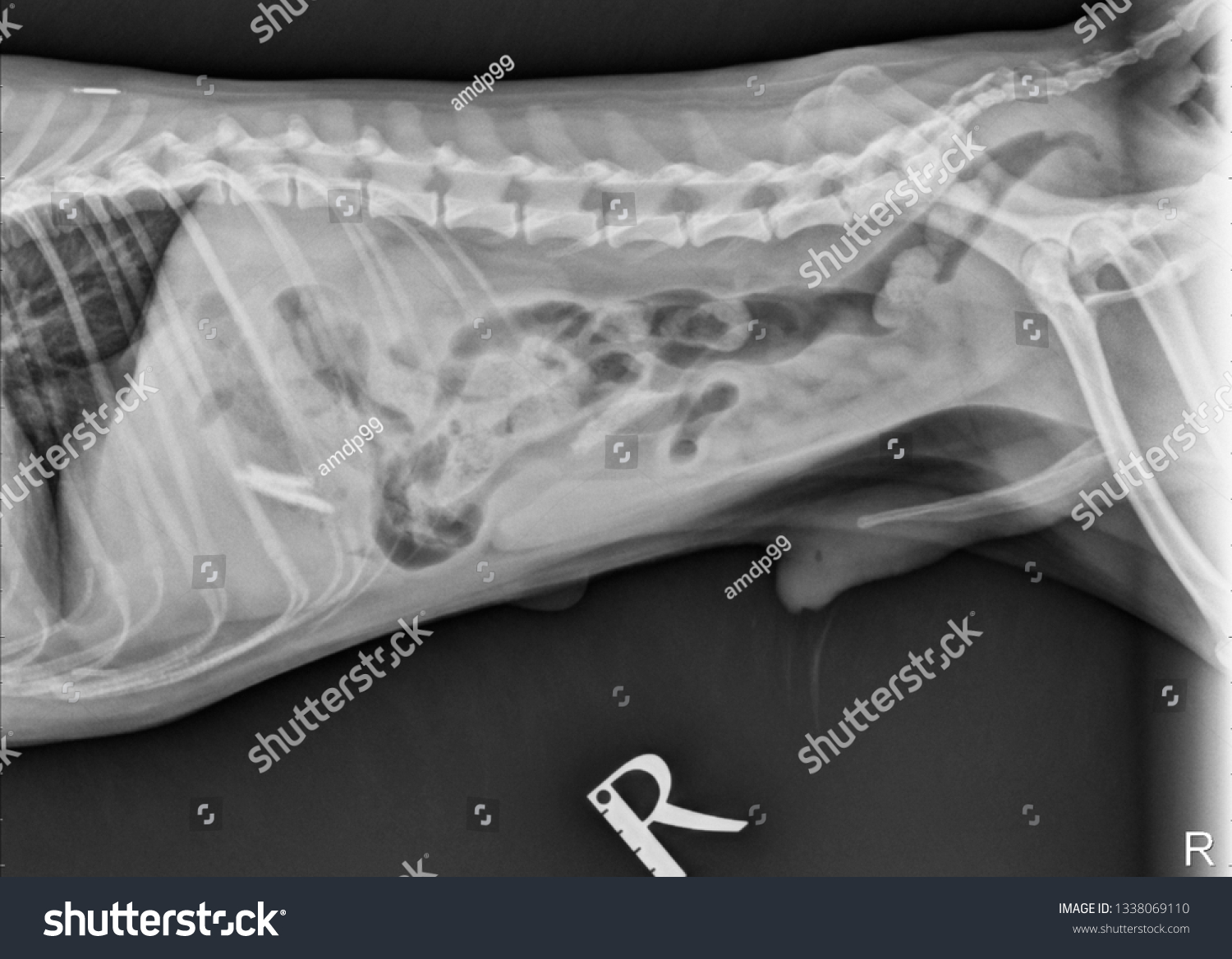 Lateral Abdominal Xray Radiograph Dog Who: Hình minh họa có sẵn