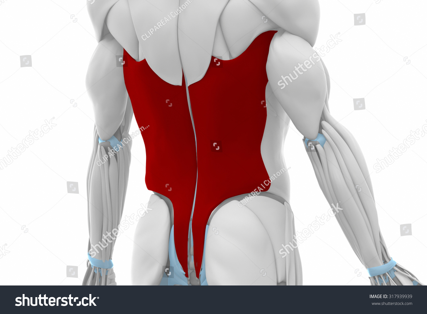 latissimus-dorsi-muscles-anatomy-map-317939939-shutterstock