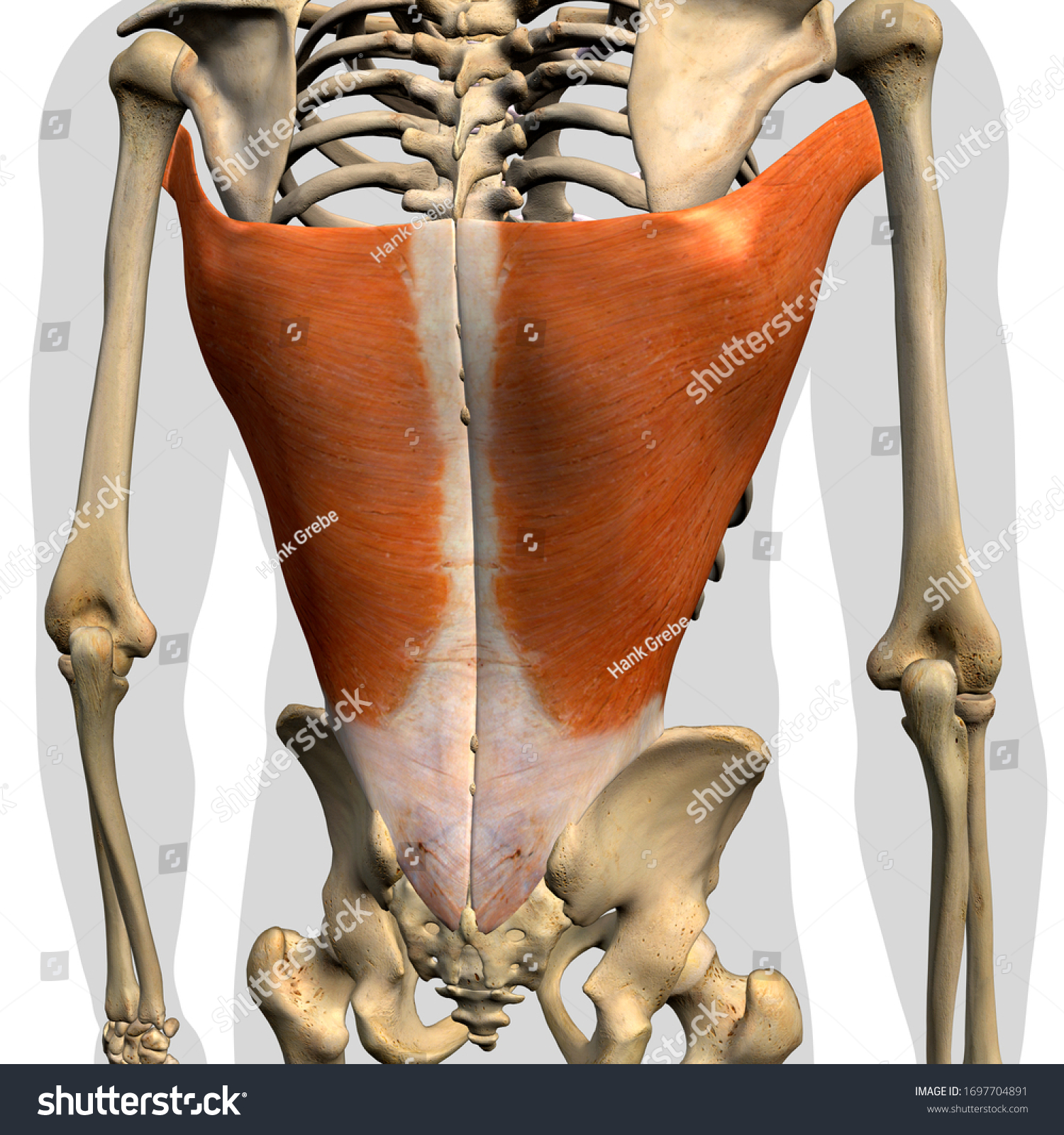 Latissimus Dorsi Muscle Isolated In Posterior View La Vrogue Co