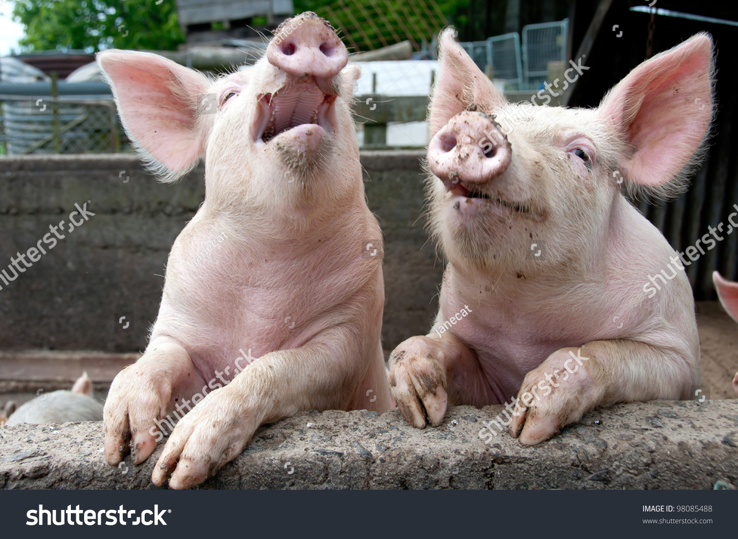 stock-photo-laughing-pigs-on-side-of-pigsty-98085488.jpg