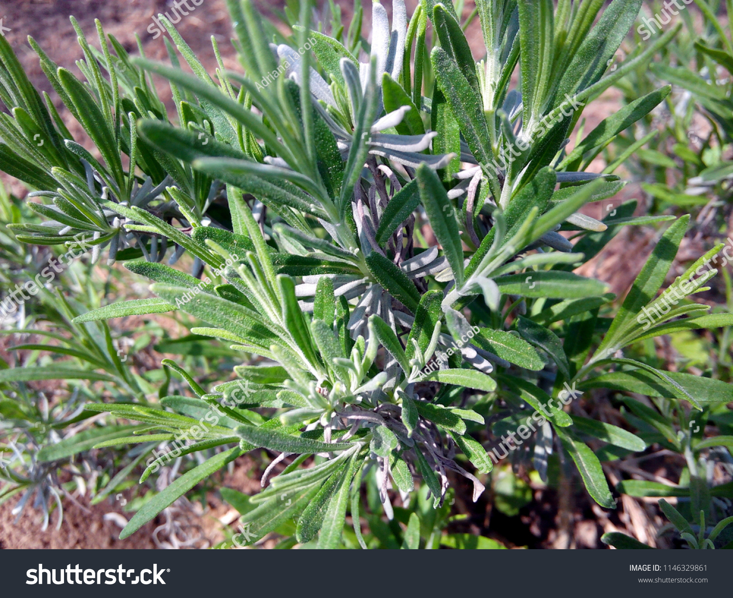 Lavandula Latifolia Commonly Known Broadleaved Lavender Stock Photo Edit Now 1146329861