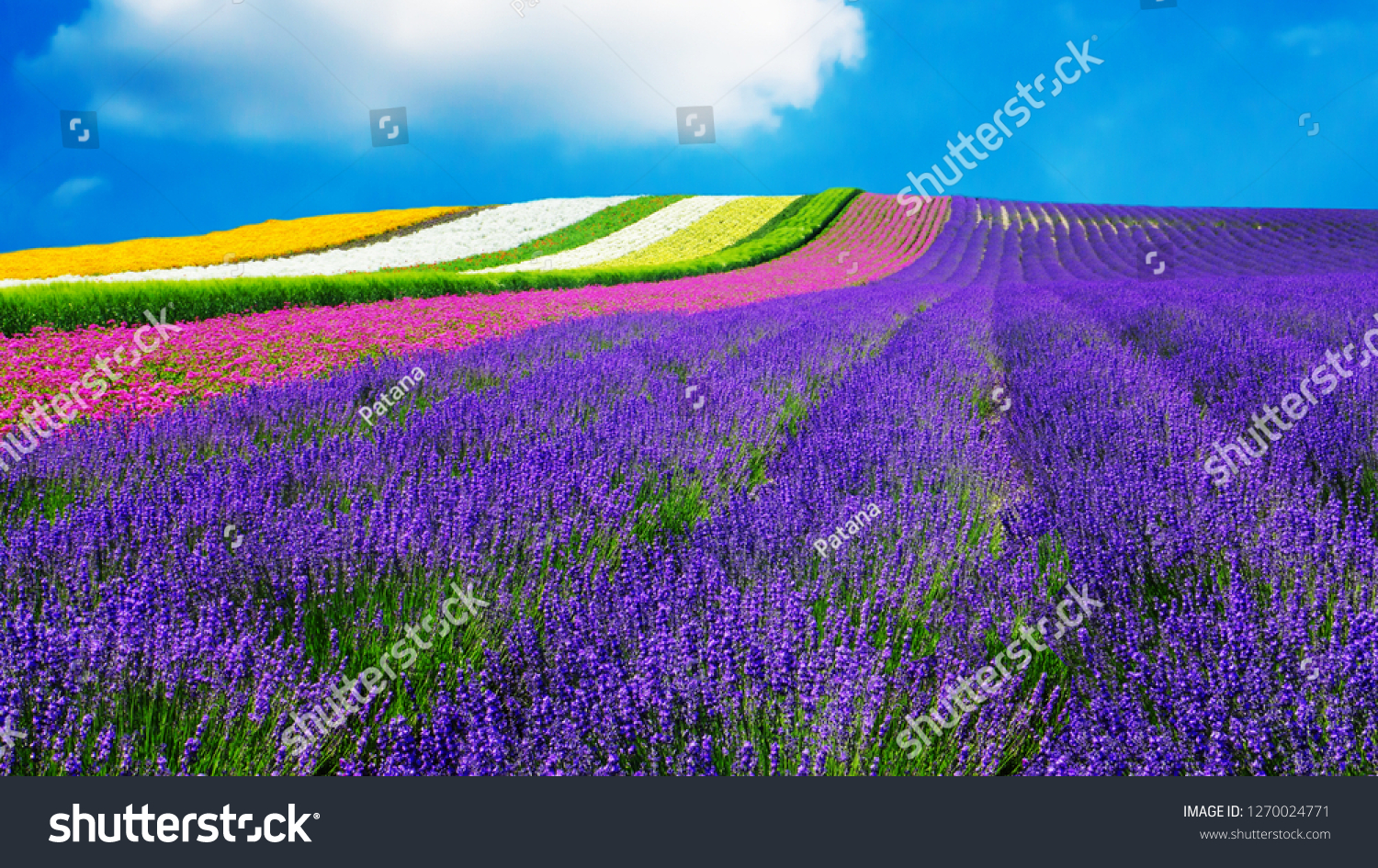 Lavender Another Flower Field Hokkaido Japan Stock Photo Edit Now