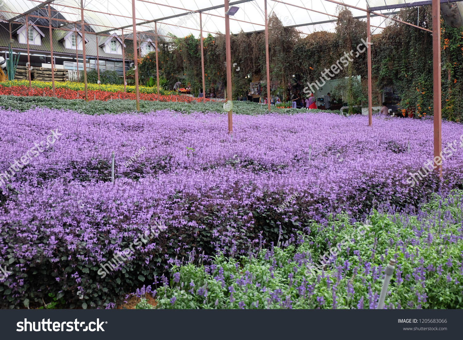 Highlands lavender farm cameron Cameron Lavender
