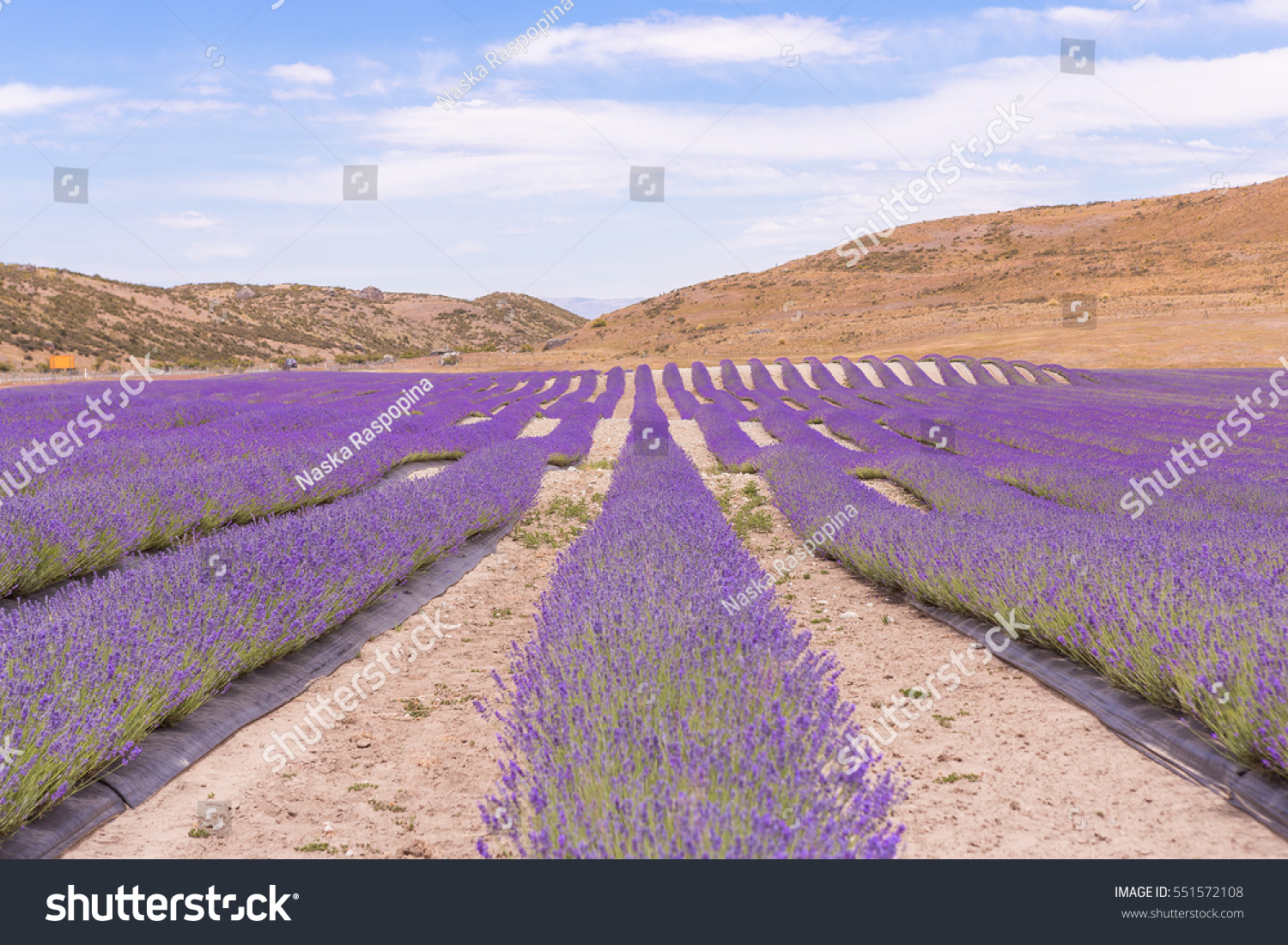 Lavender Field On Dry Hillside Stock Photo Edit Now 551572108