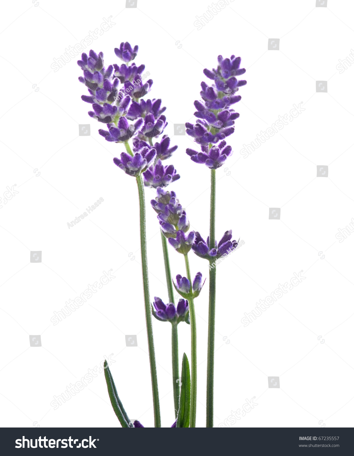 Lavender Flower Isolated On White Stock Photo 67235557 - Shutterstock