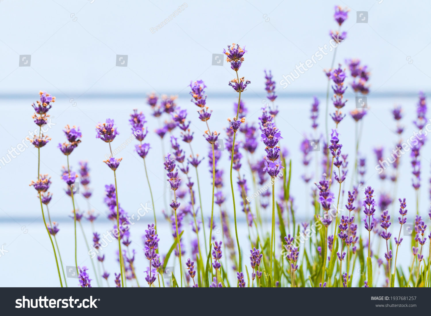 56,914 Wild lavender Images, Stock Photos & Vectors | Shutterstock