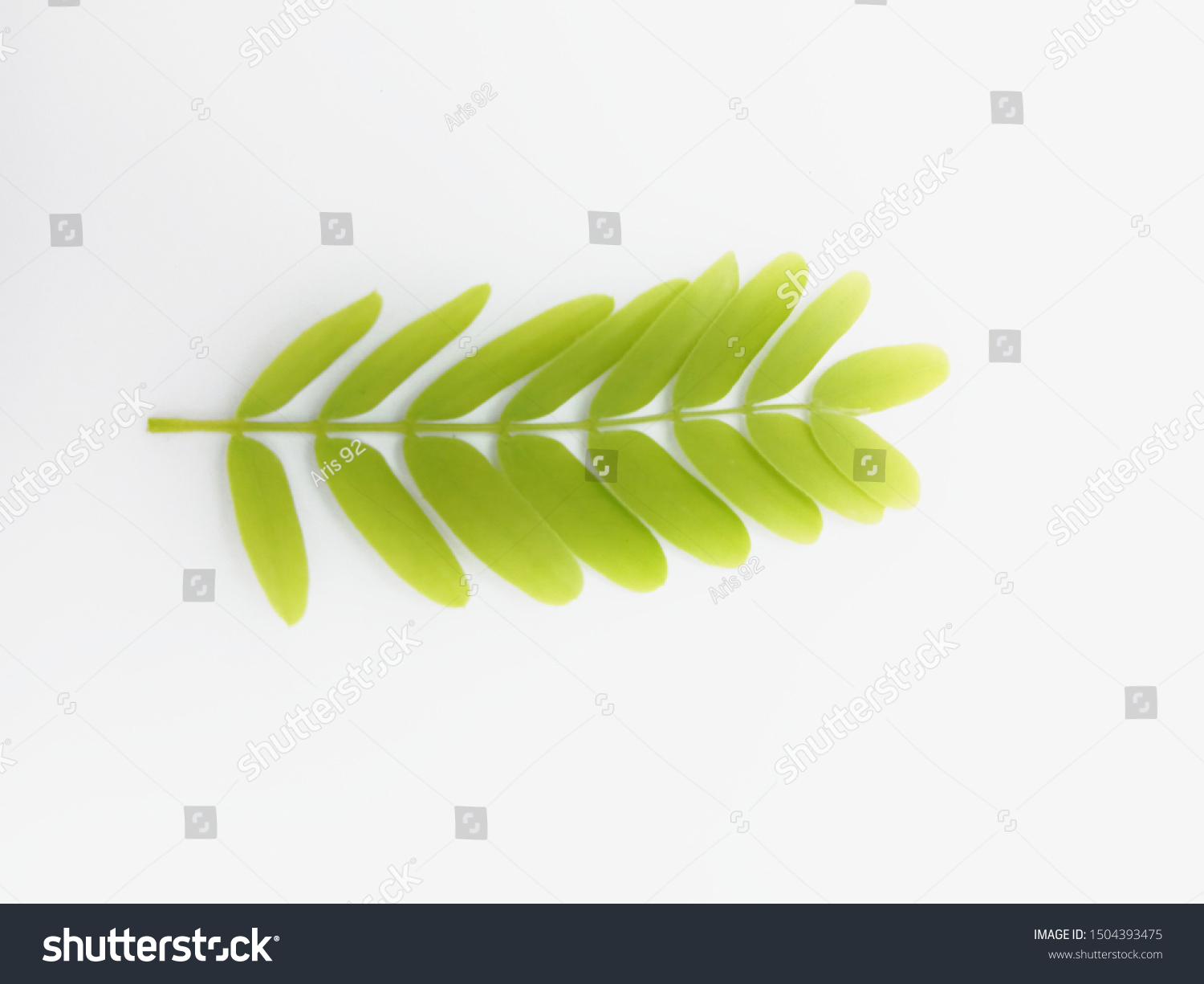 Laxative Herbal Medicine Leaves On White Stock Photo 1504393475