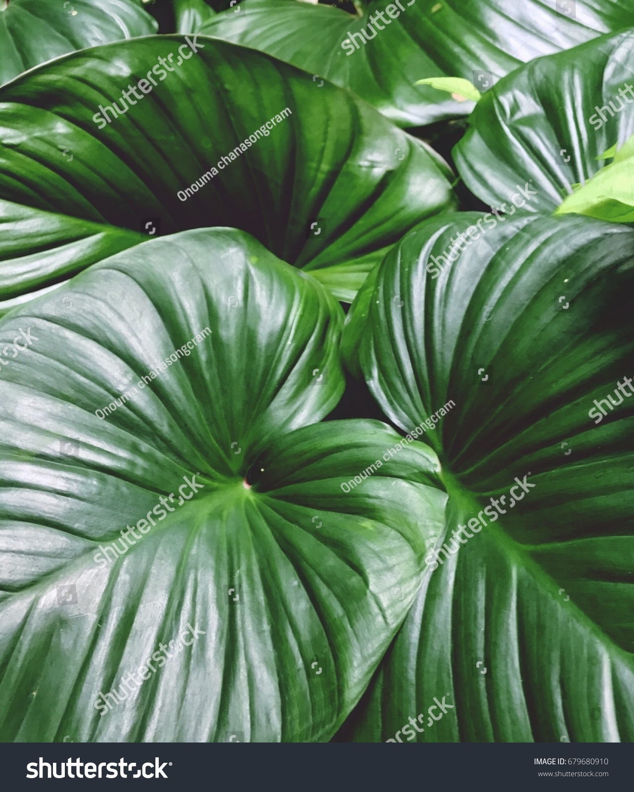 Layer Green Leaf Nature Wallpaper Background Stock Photo 679680910