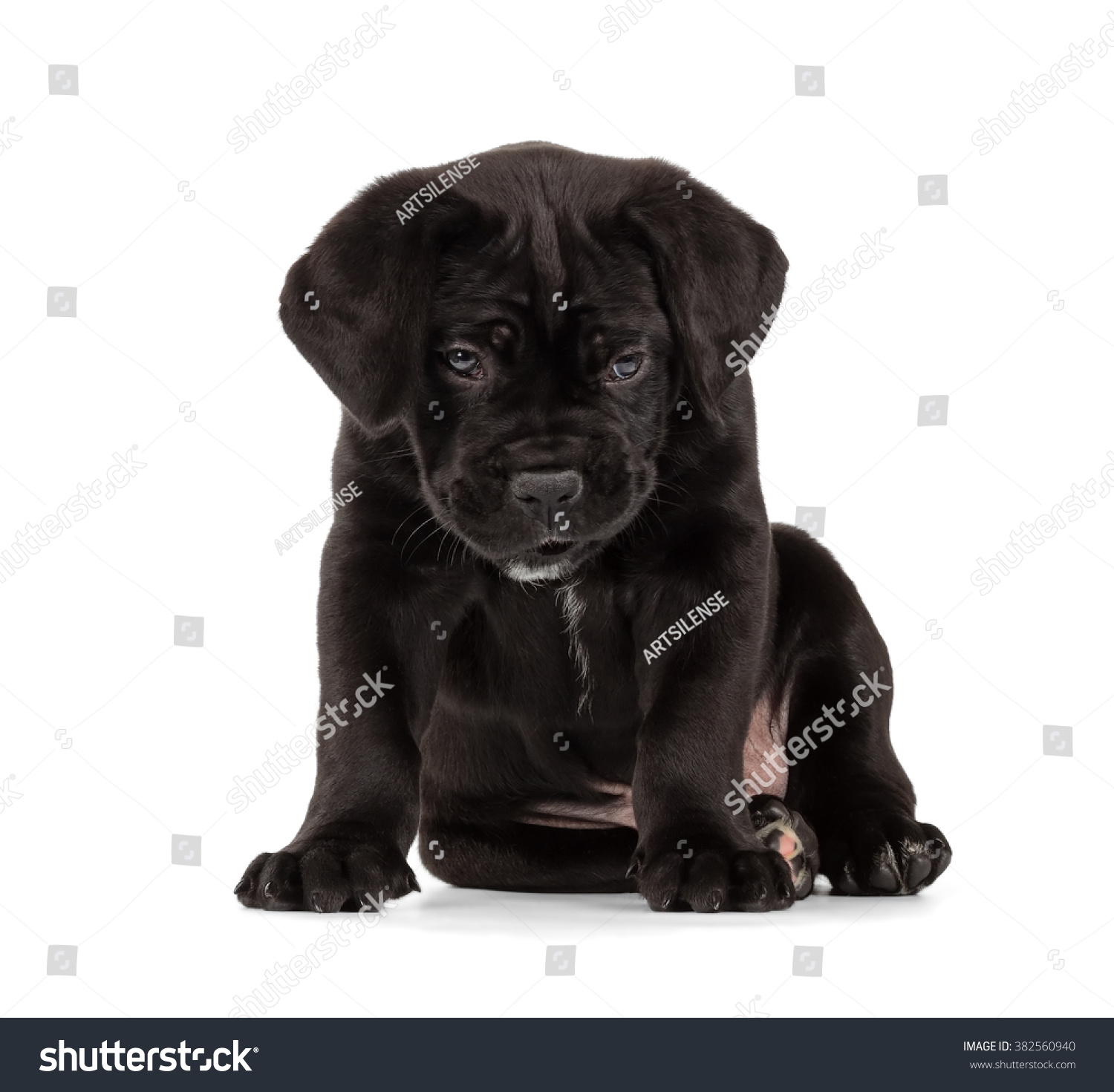 Lazy Black Cane Corso Puppy Isolated Stock Photo Edit Now