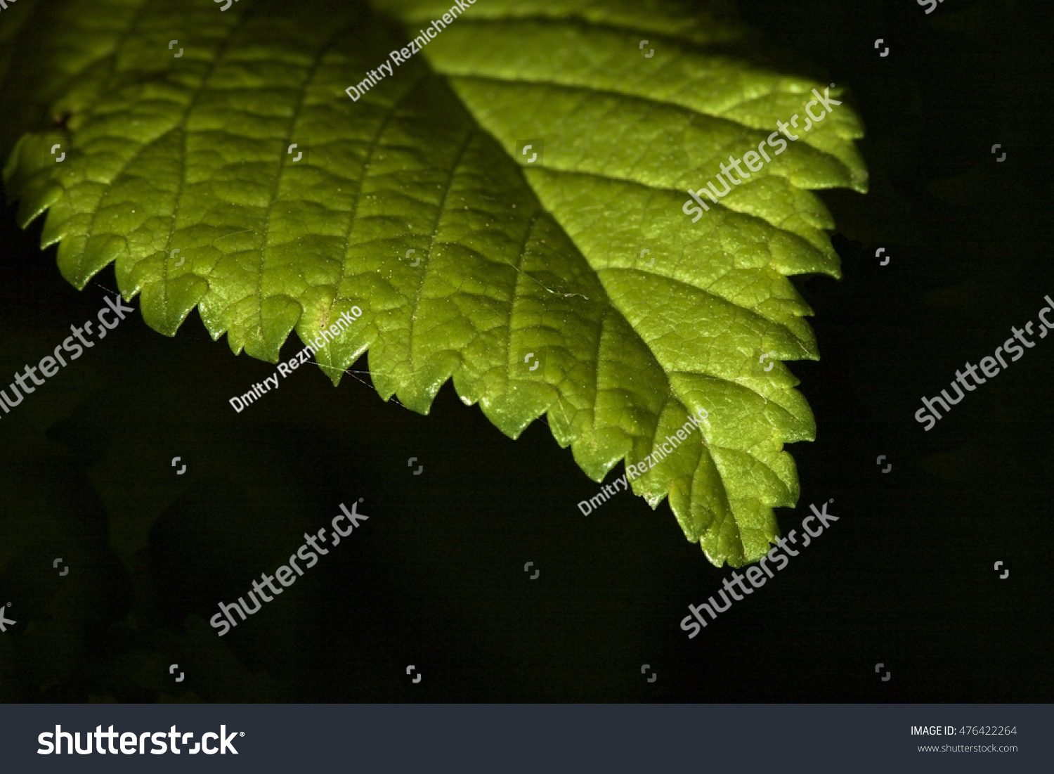 Leaf Edge. Serrated Edge Leaf Green Stock Photo 476422264 : Shutterstock