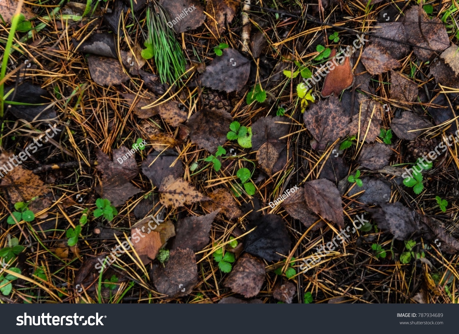 Leaf Litter Pine Forest Floor Stock Photo Edit Now