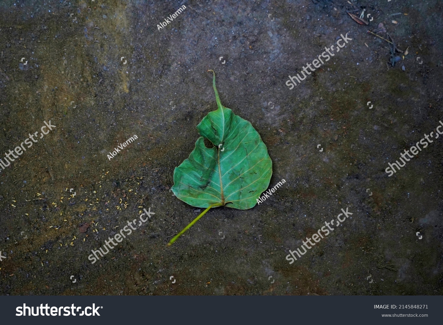 Leaf Sacred Fig Tree Peepal Hindi Stock Photo 2145848271 Shutterstock