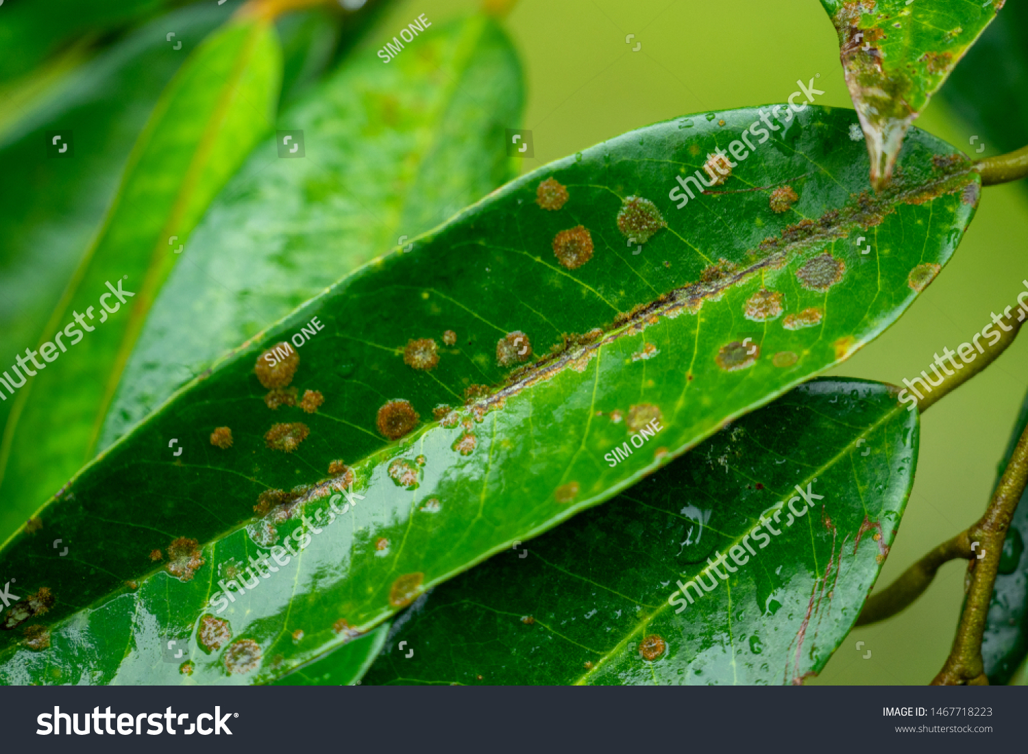 Leaf Spot Disease Durian Garden Stock Photo (Edit Now) 1467718223